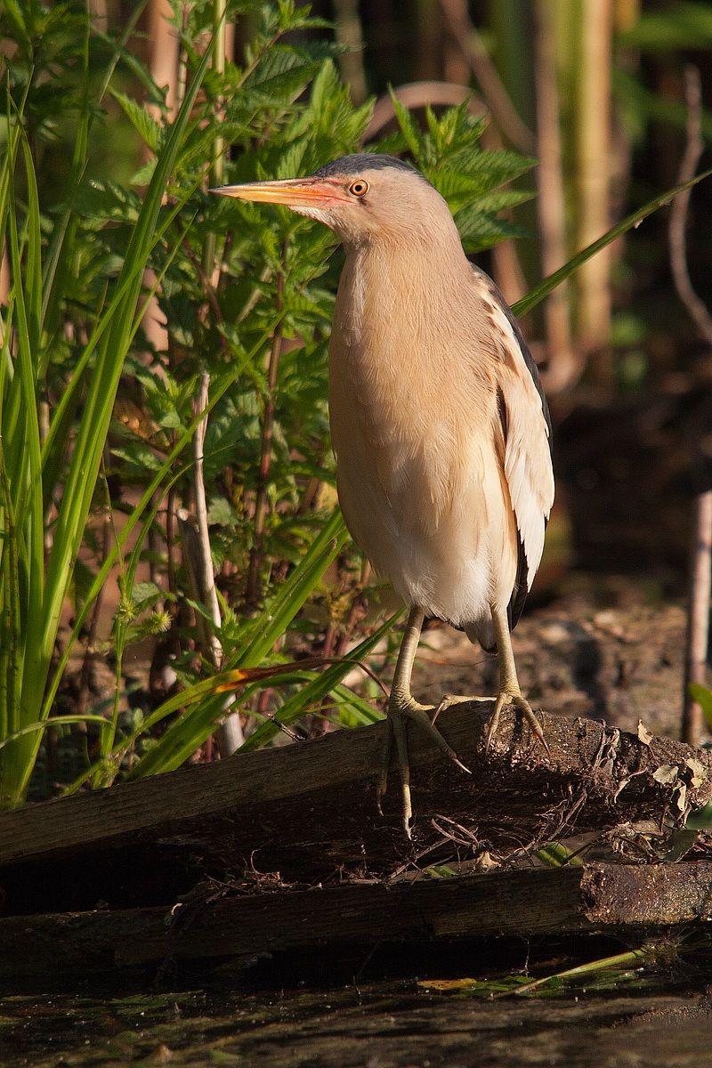 Bittern in the morning 2
