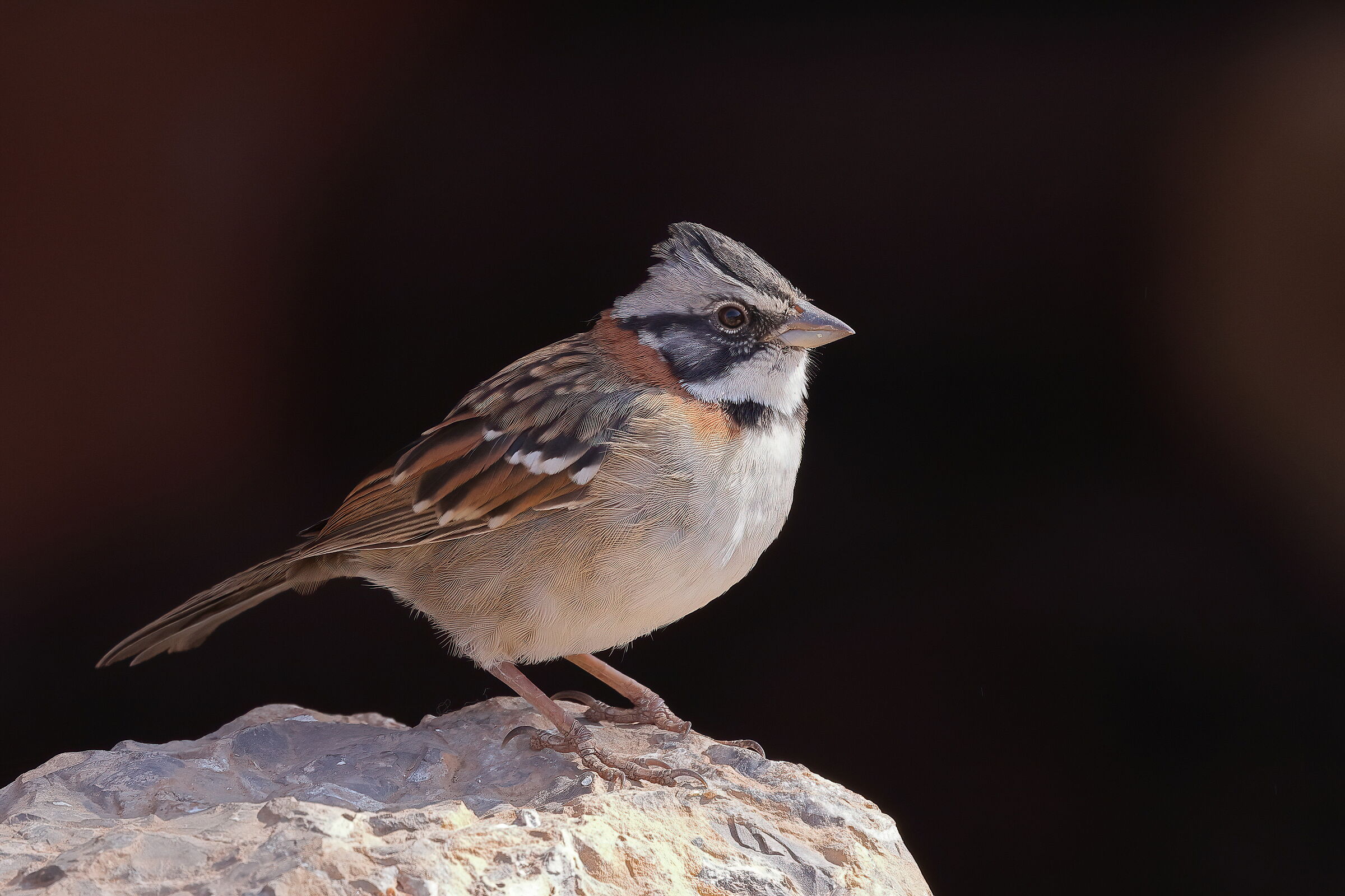 Passero dal collare rossiccio