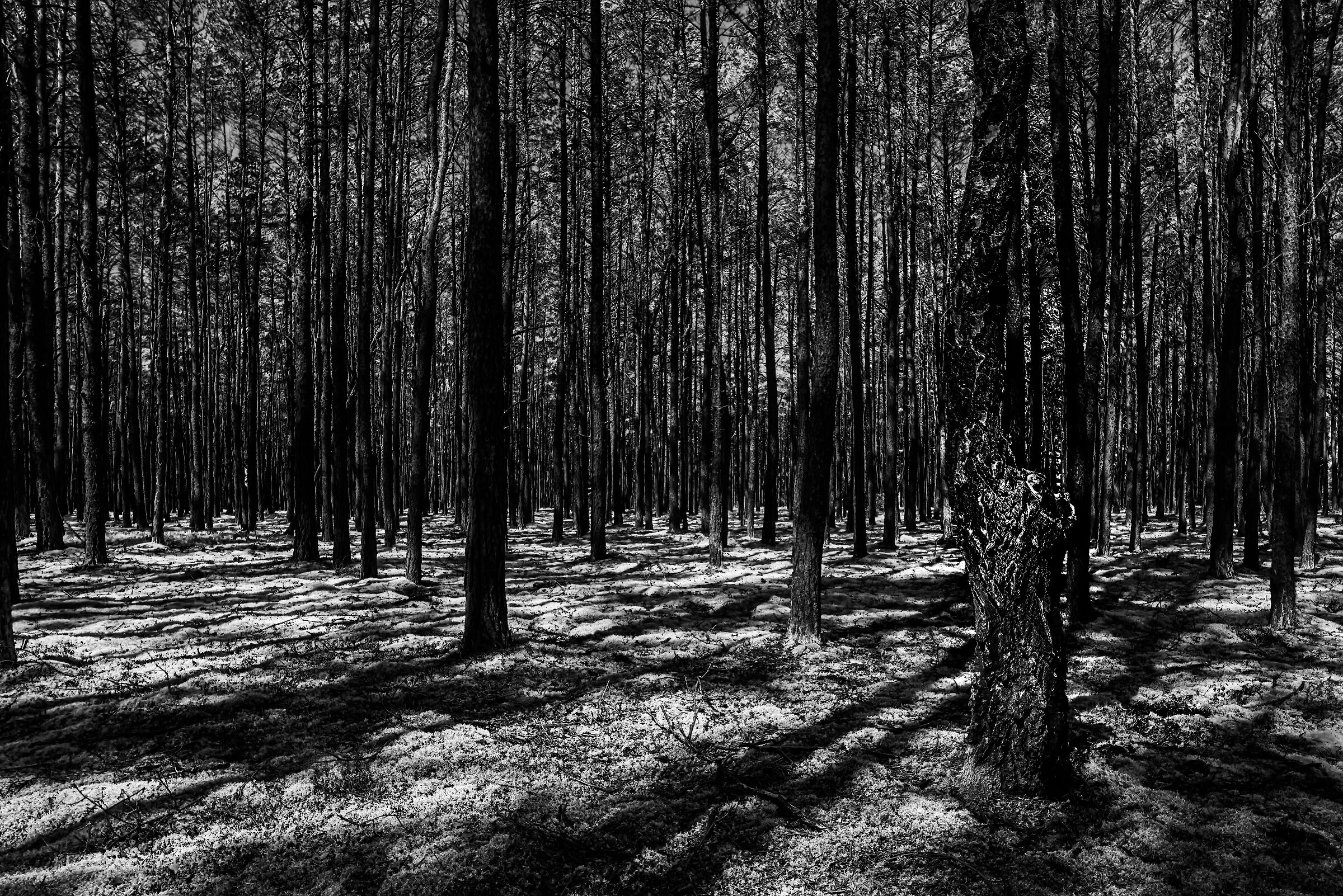 Woodland near &Lstrok;ask