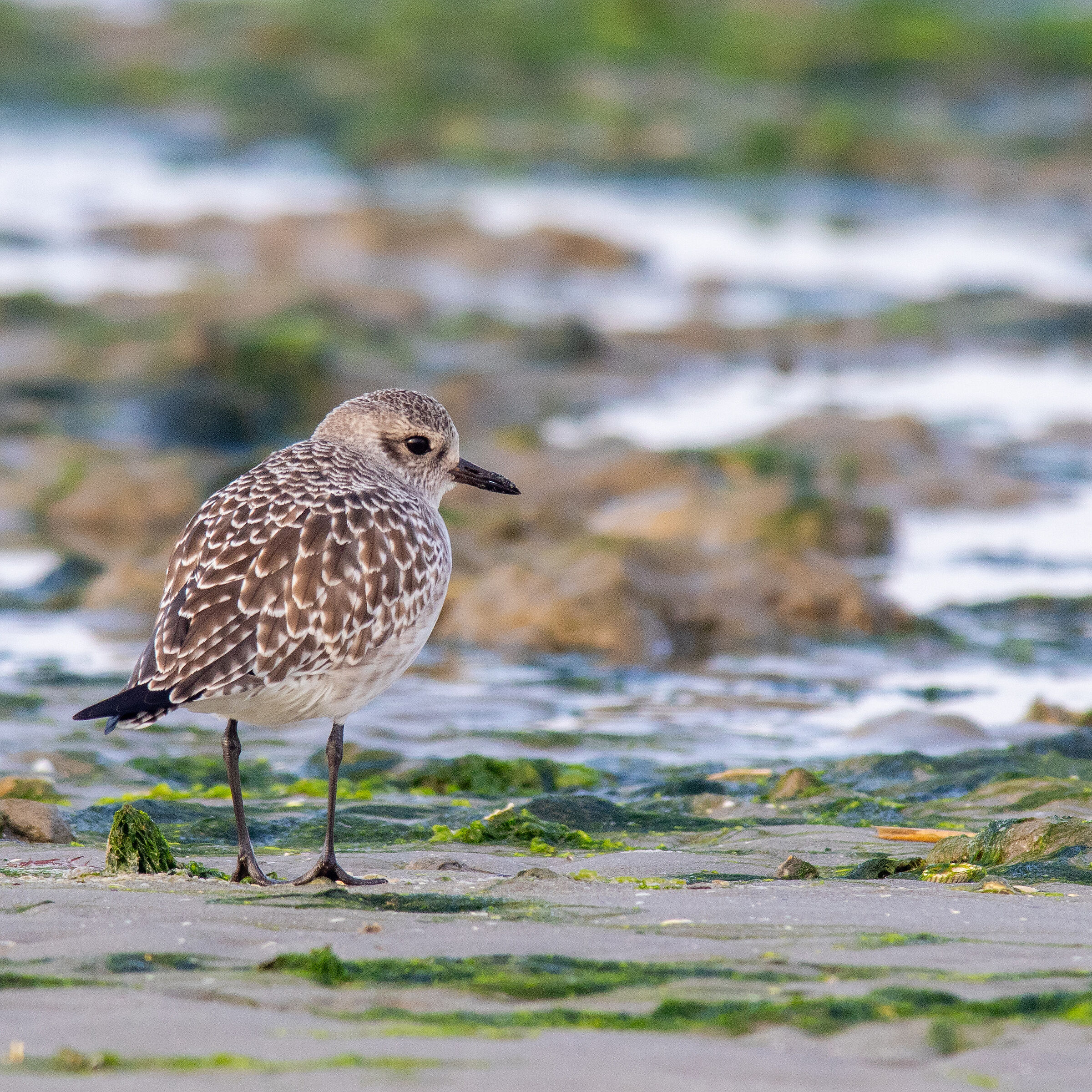 Grey plover