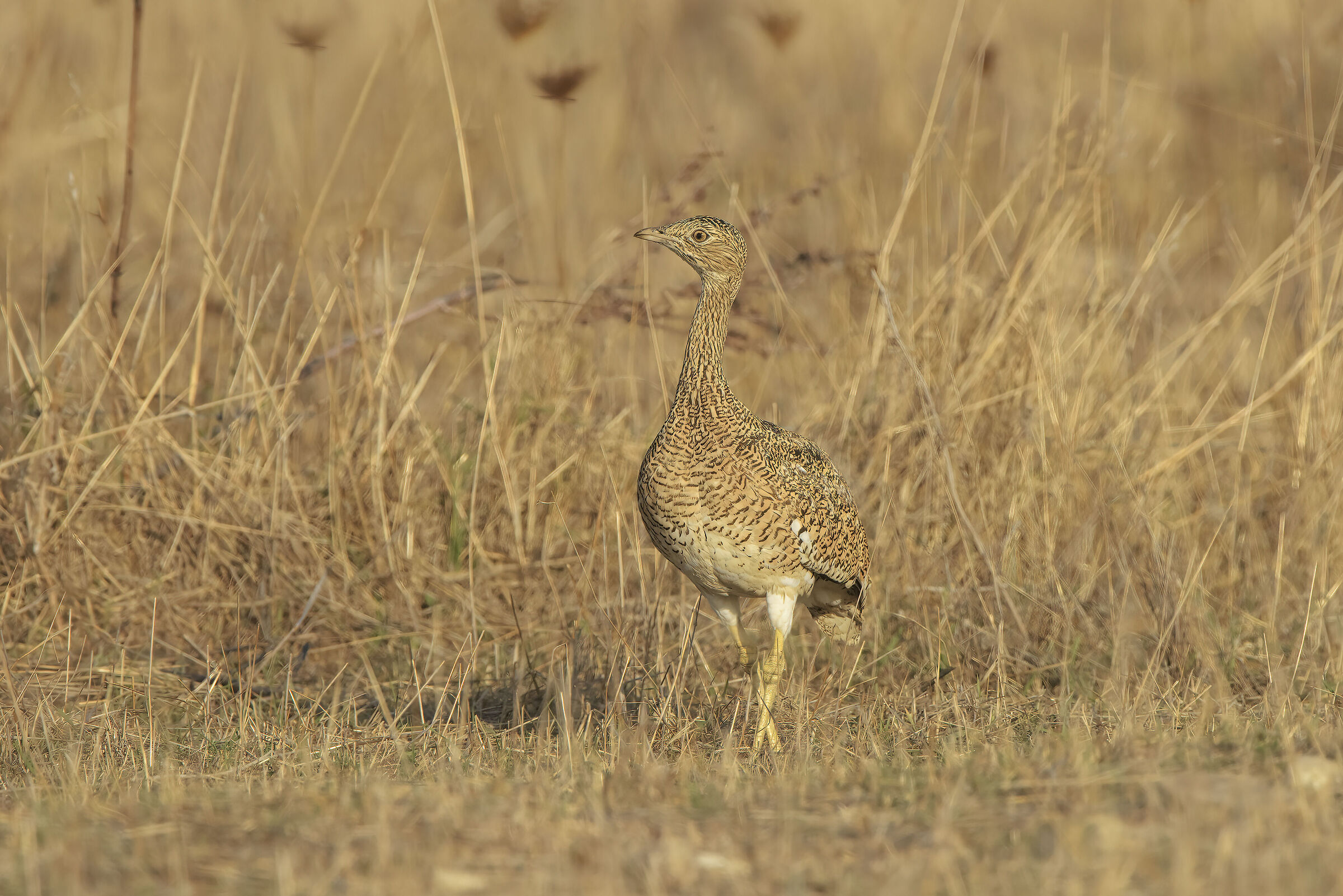 l'eleganza della femmina