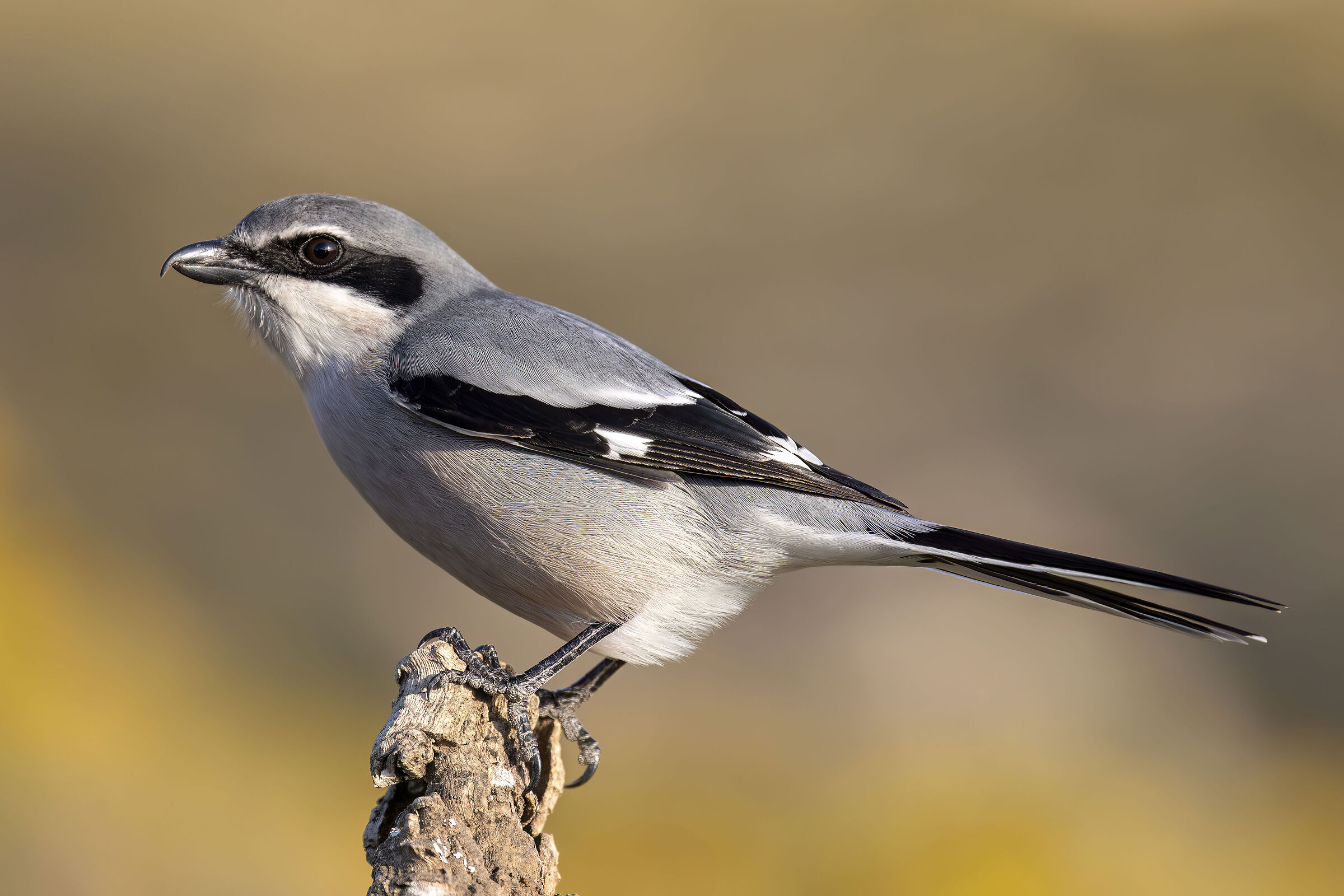 Southern Great Shrike