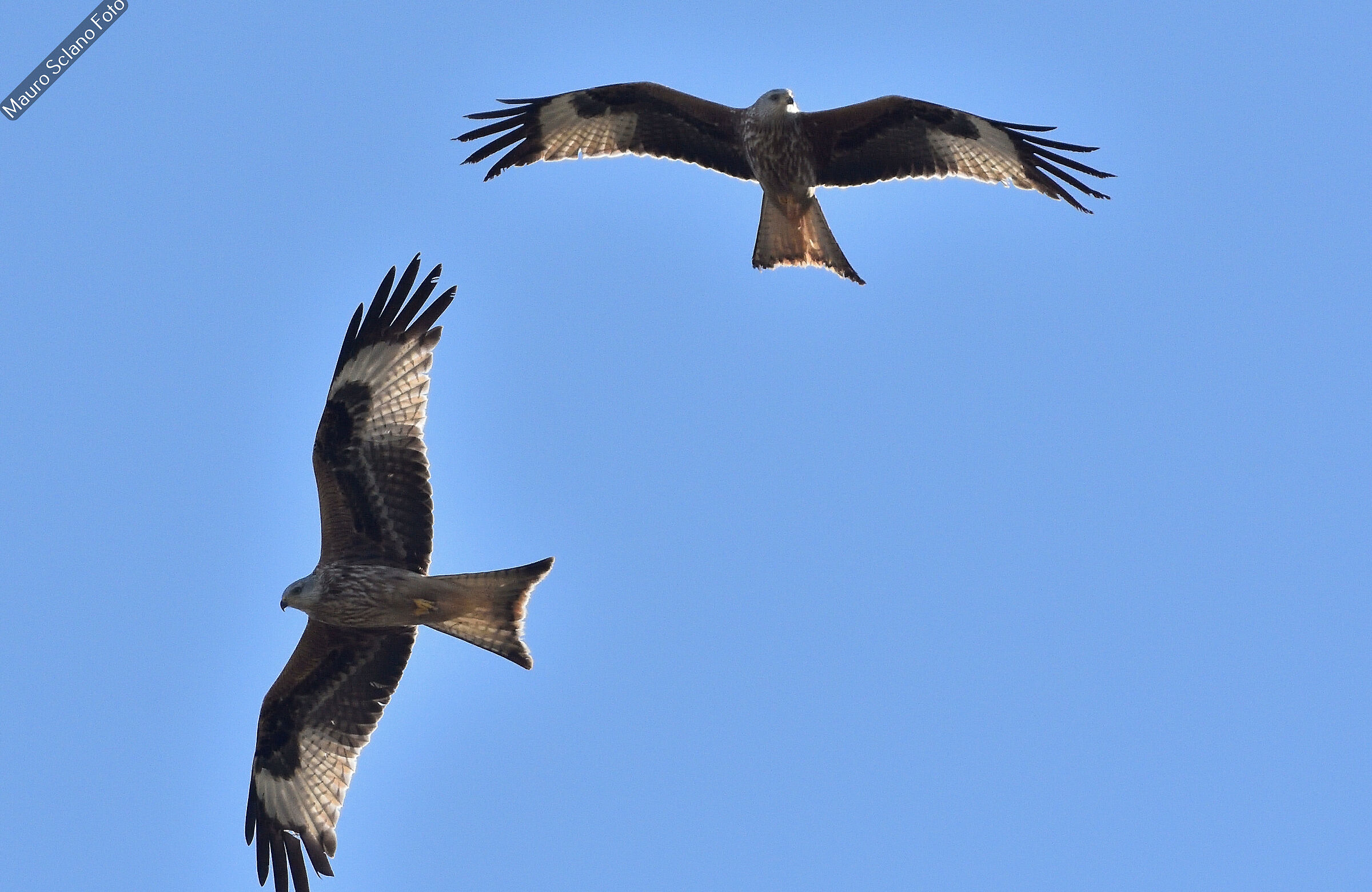 Red Kites
