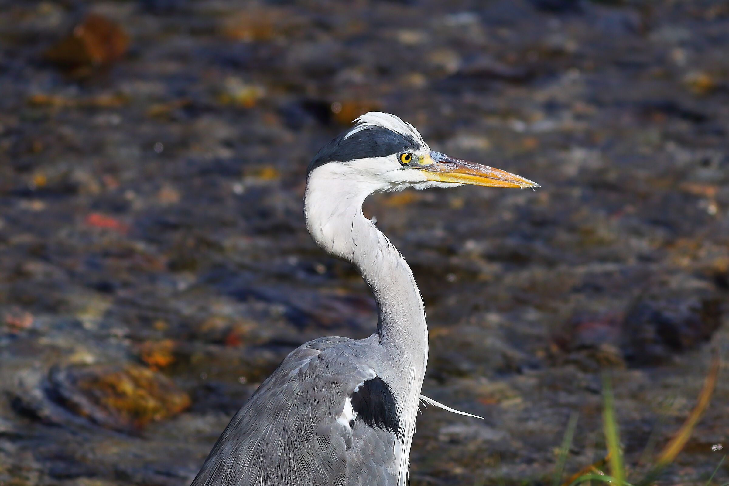Cenerino 30 settembre 2024 - 280