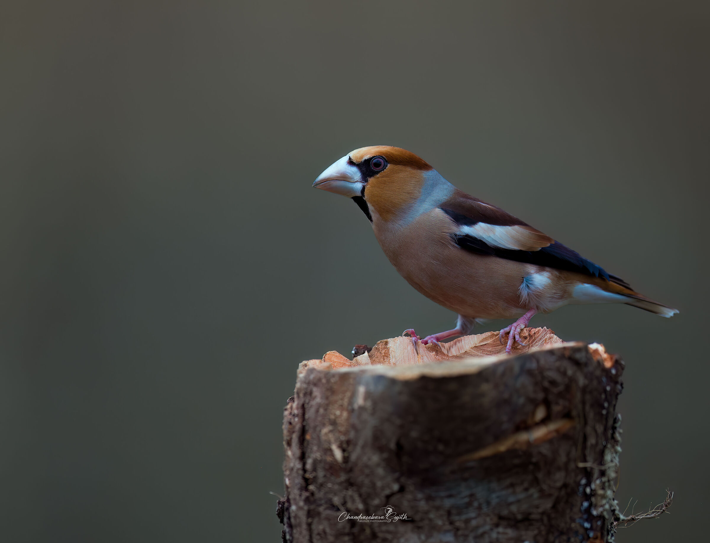 hawfinch