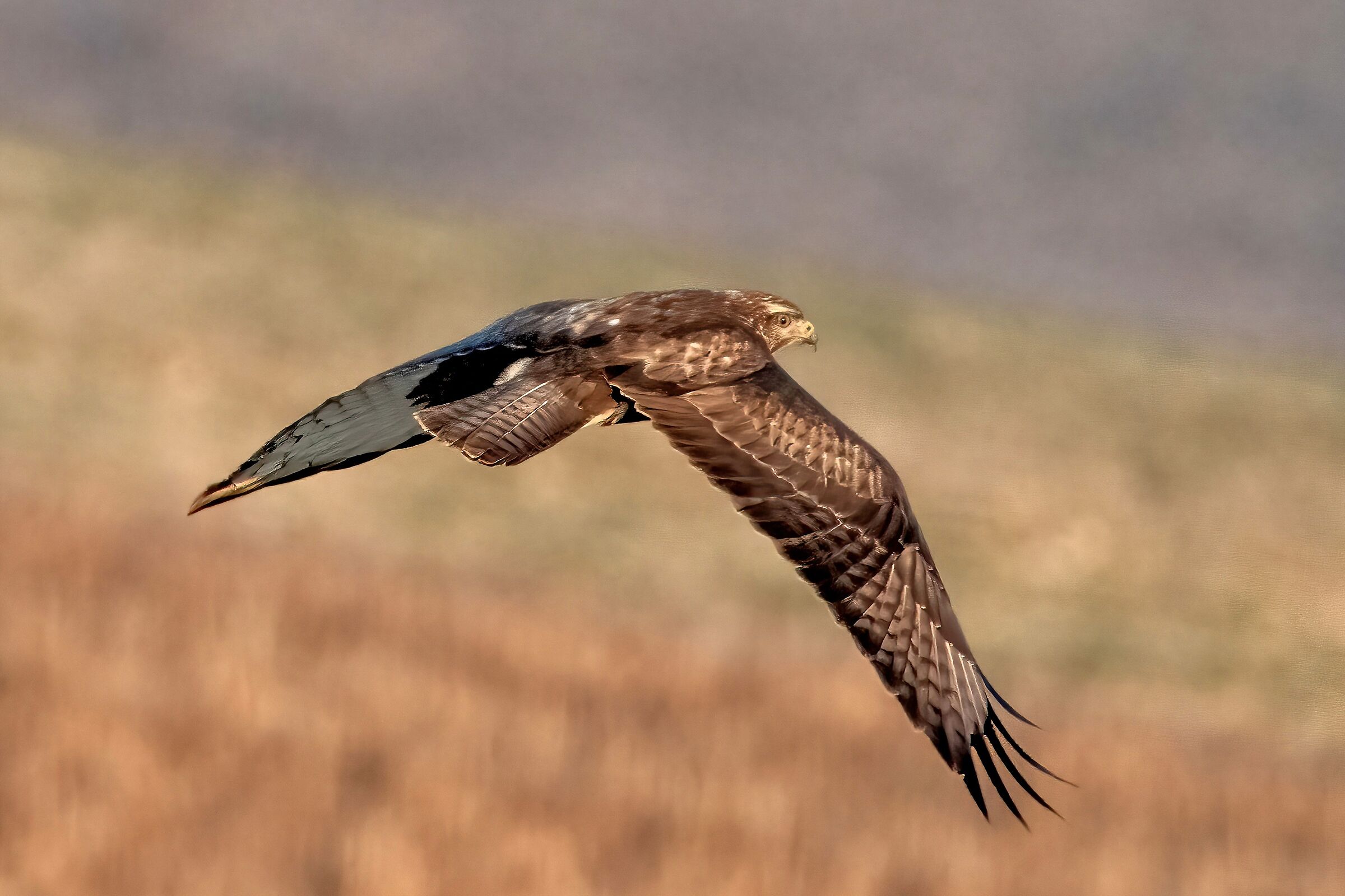 Poiana (Buteo buteo)