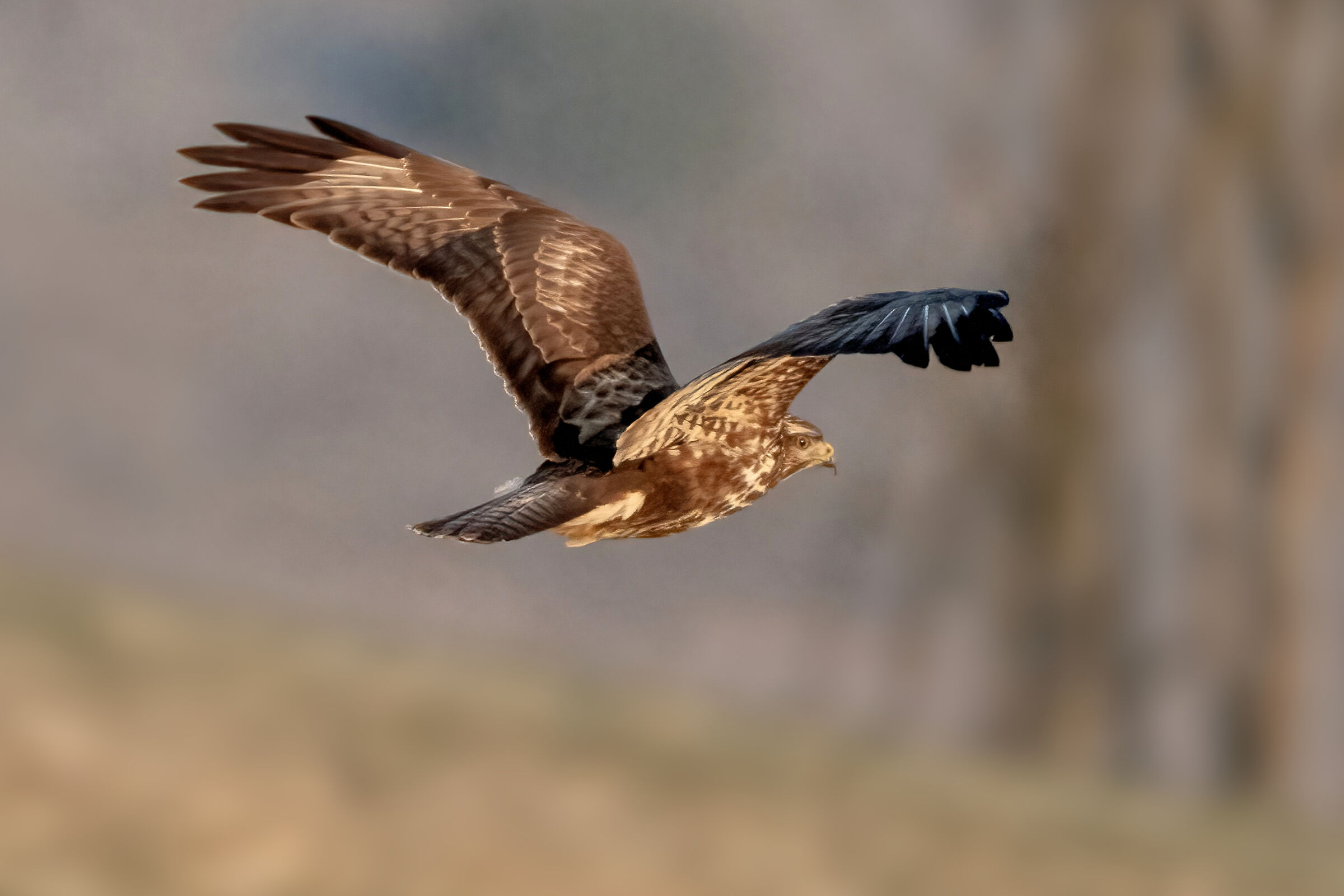 Buzzard (Buteo buteo)
