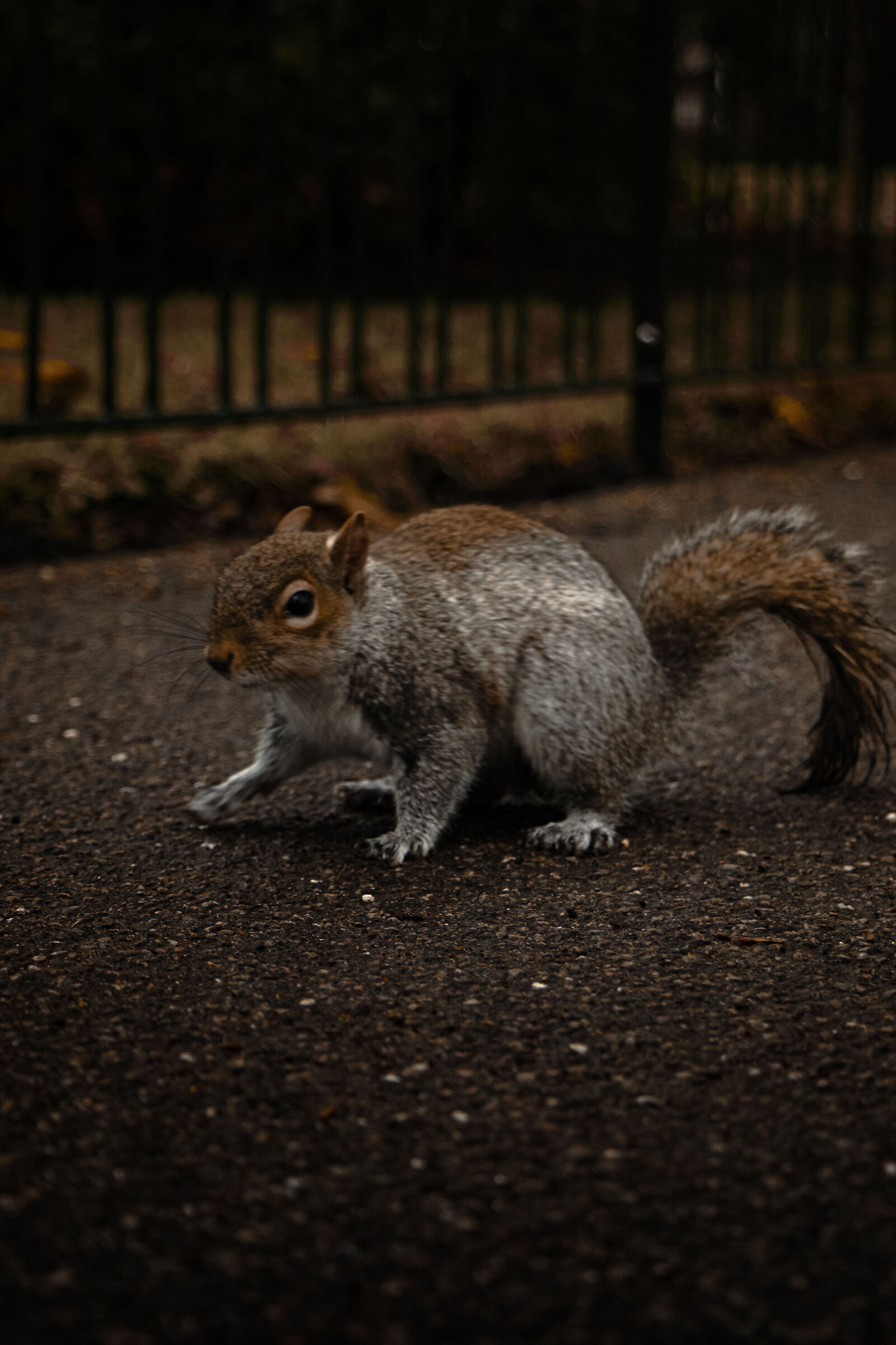 Squirrel in Hyde Park