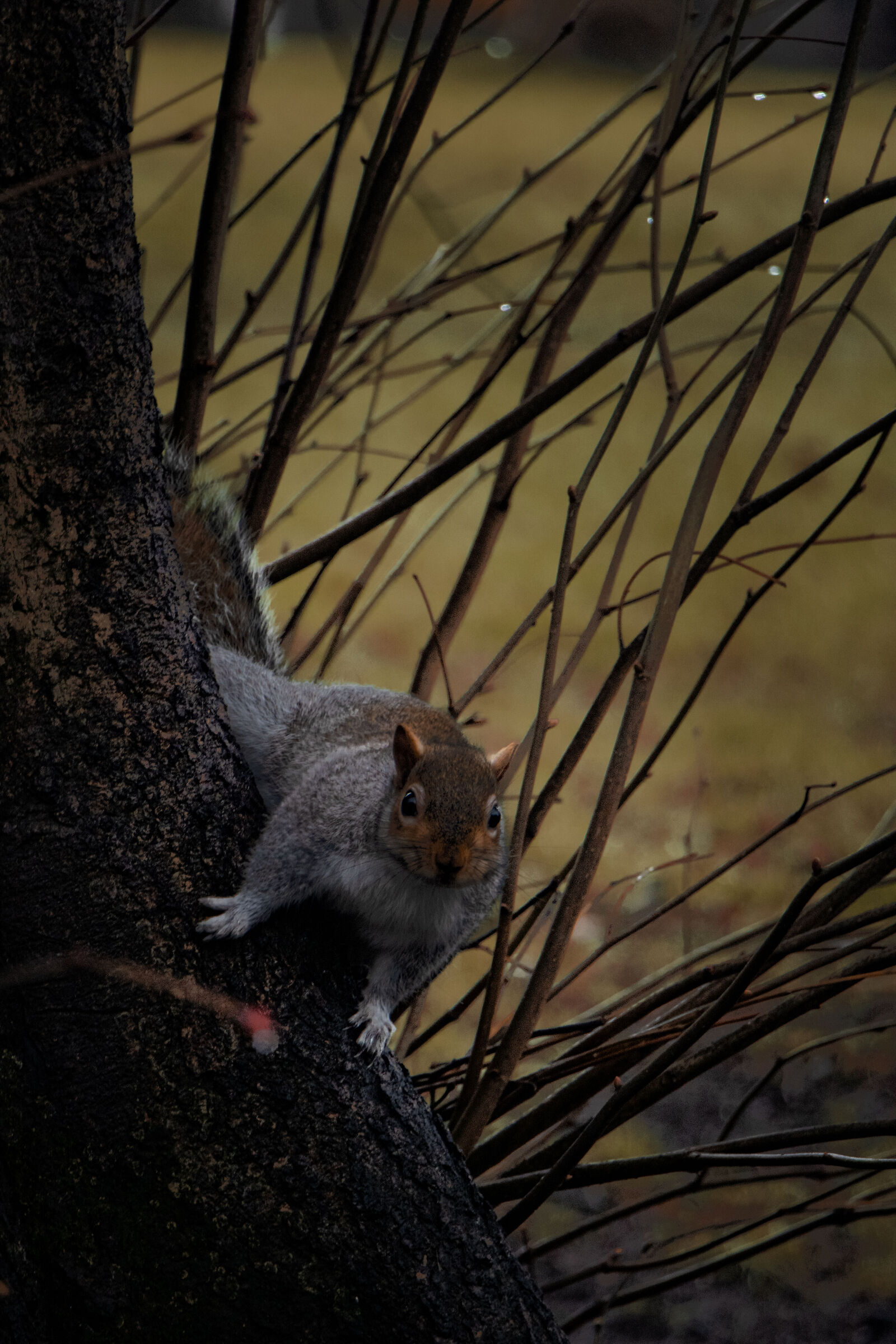 Squirrel in Hyde Park, 2