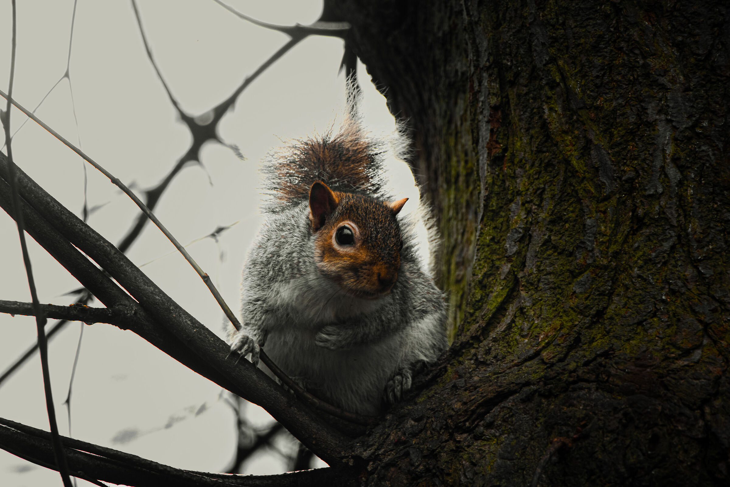 Squirrel in Hyde Park, 3