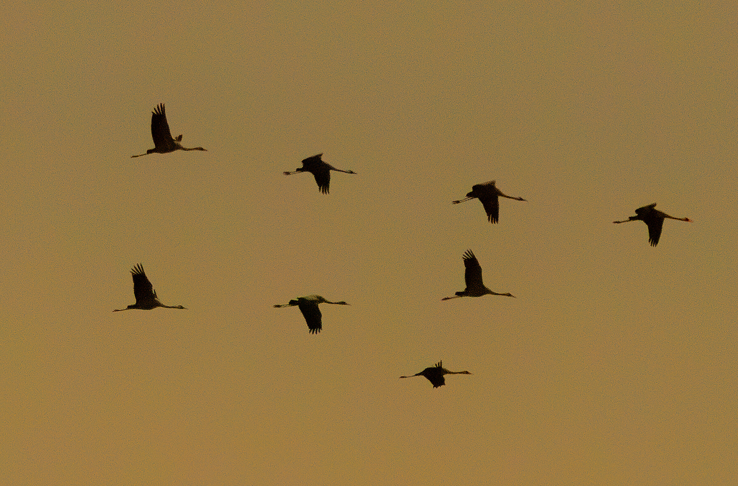 a flock of flying cranes