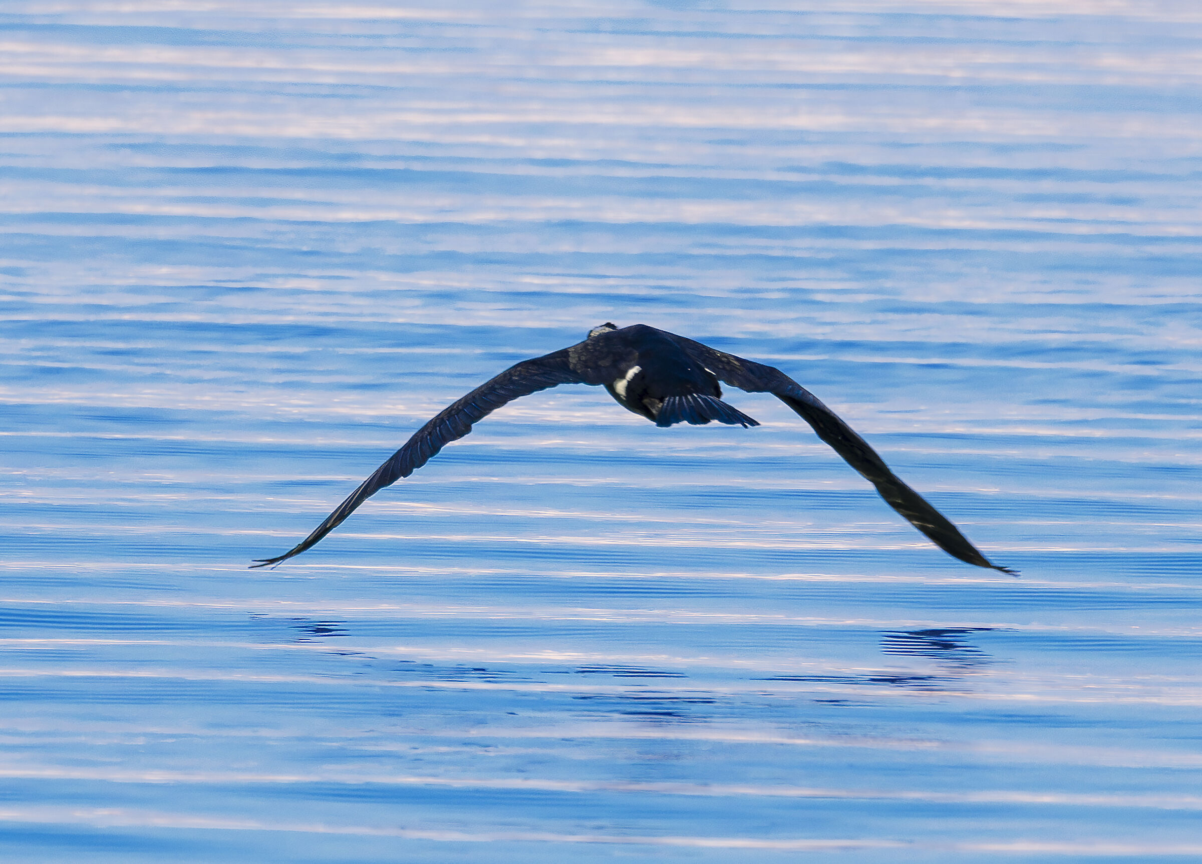 flying cormorant