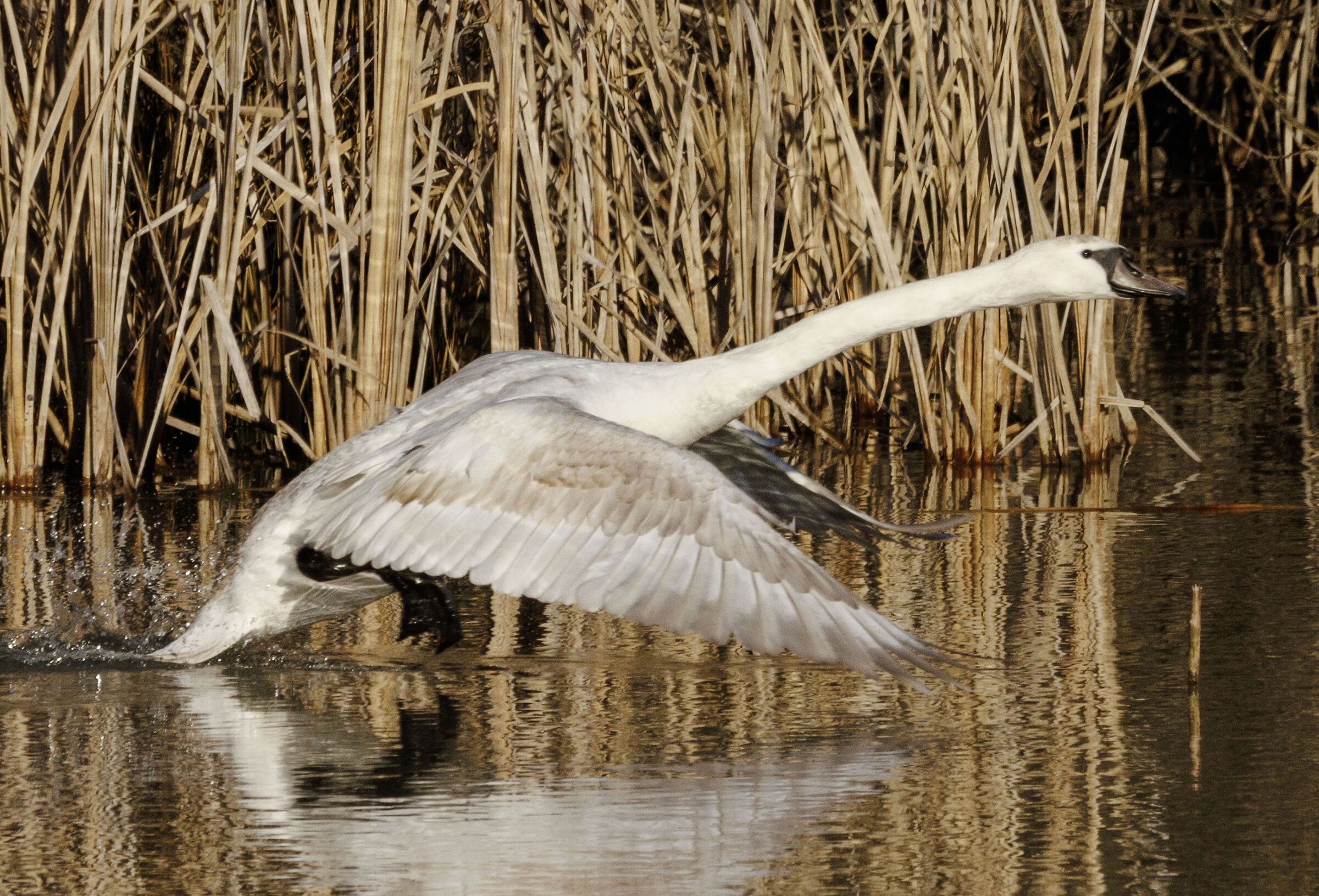 Young swan Oasi Lipu Cesano M. MB 3/02/2025