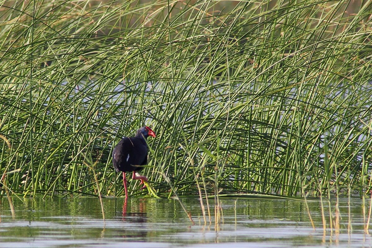 Pollo Sultano (Porphyrio porphyrio)