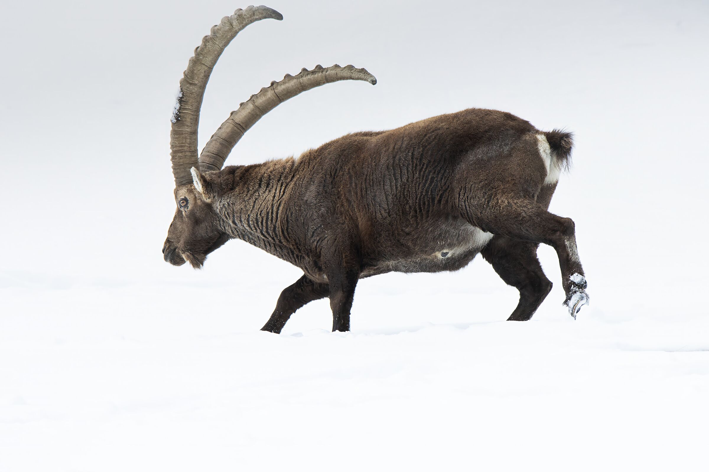 Ibex
