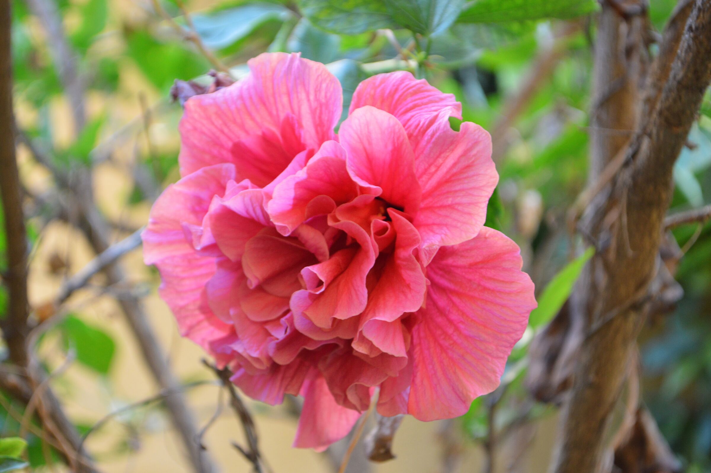 Memory of a last summer flowering.