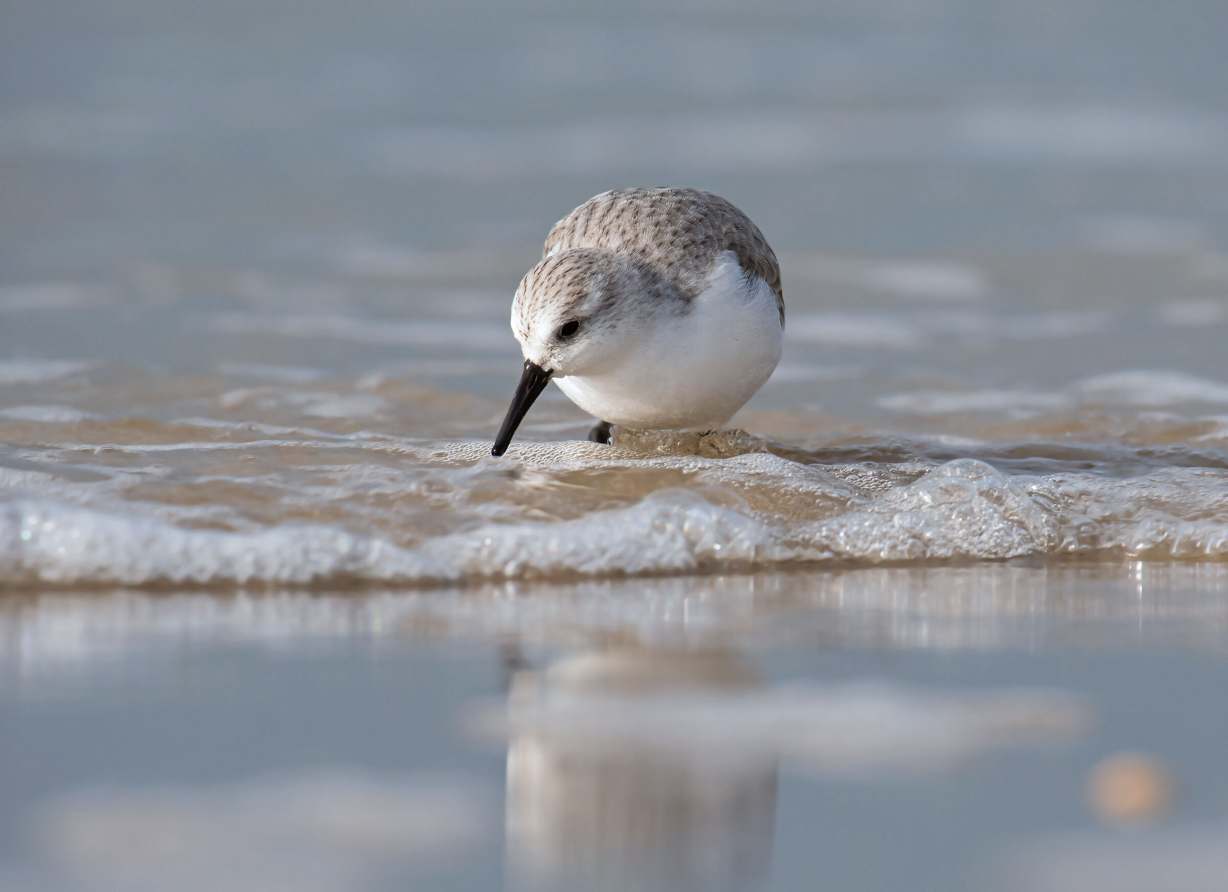 Sanderling