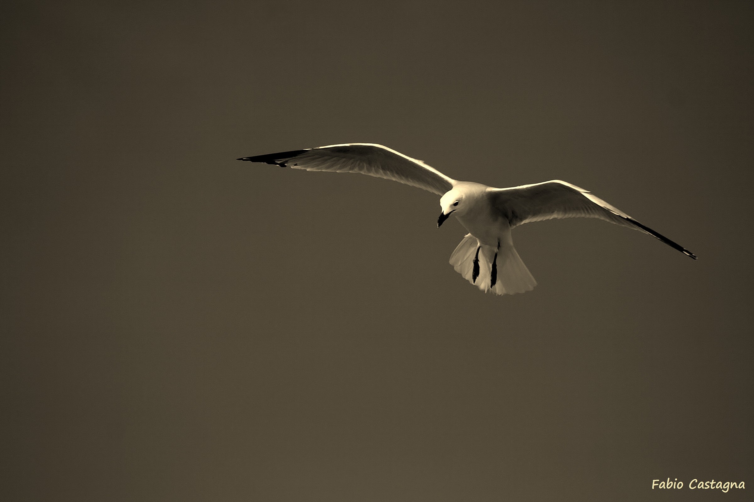 Il volo del gabbiano