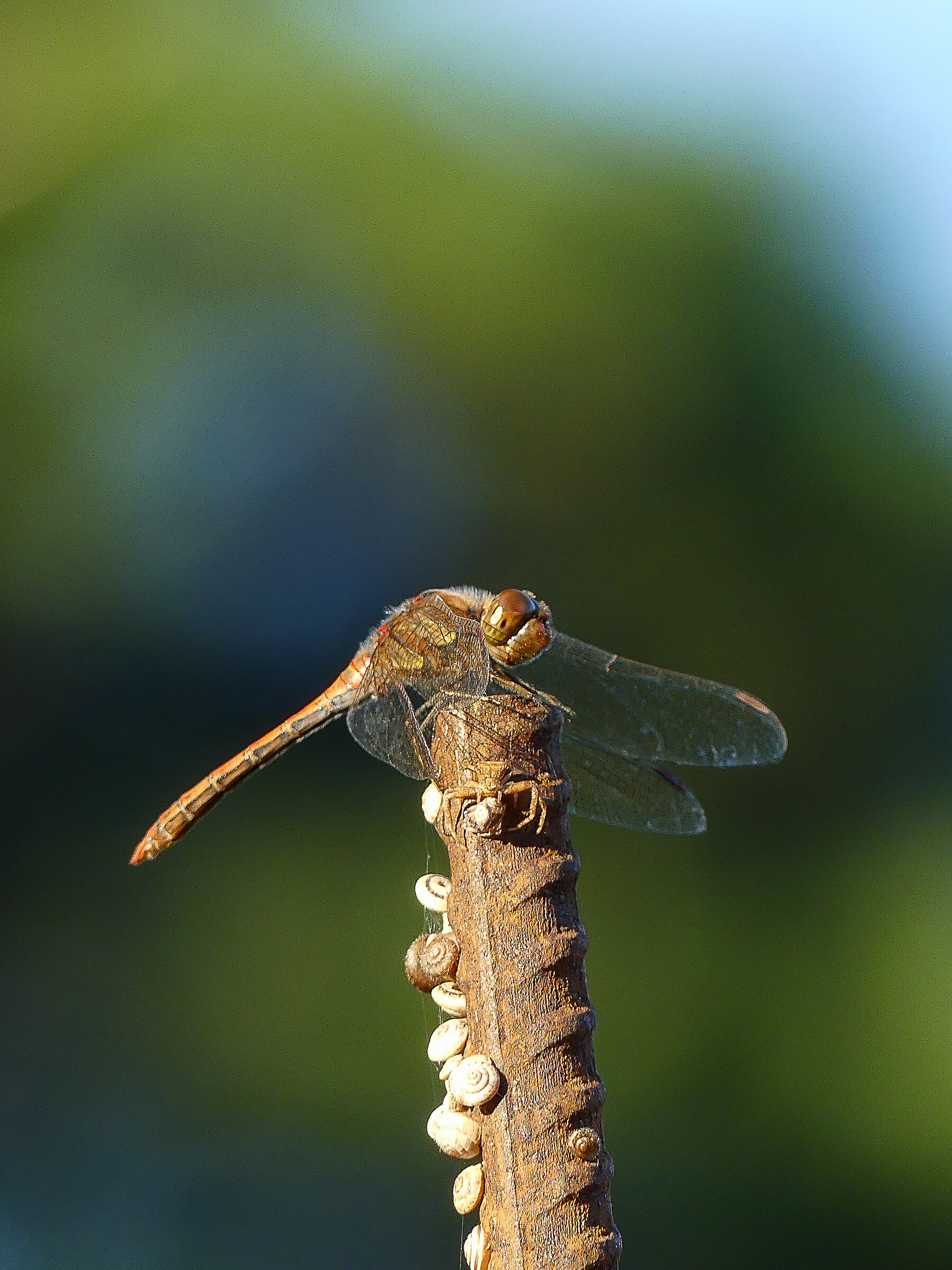 Balancing above all...