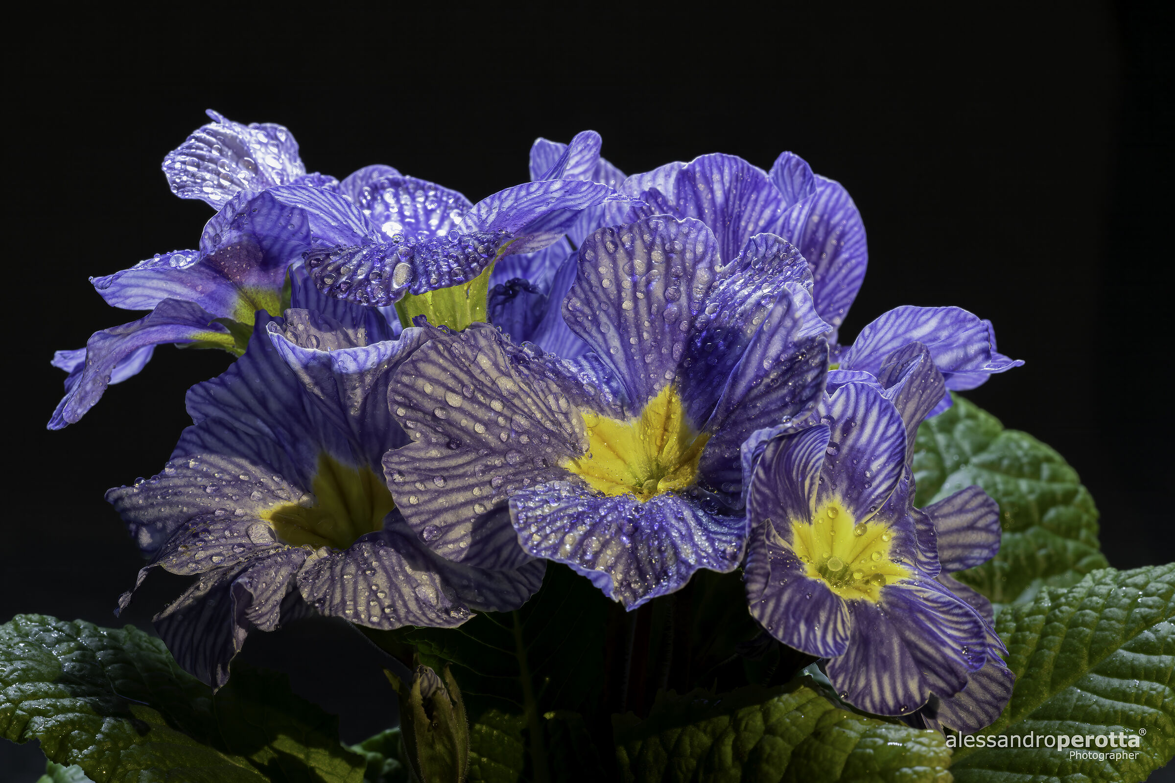 Primula zebrina  Zebra blu