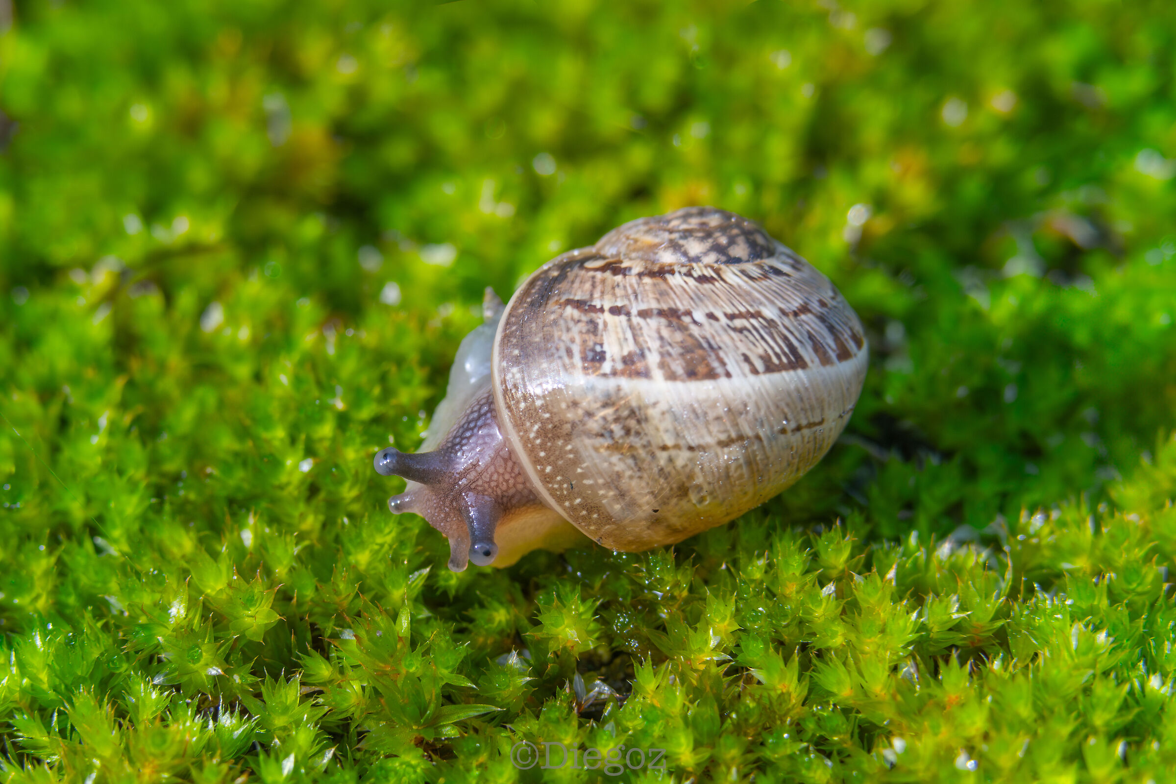 55 zeiss con tubi macro 10+16mm