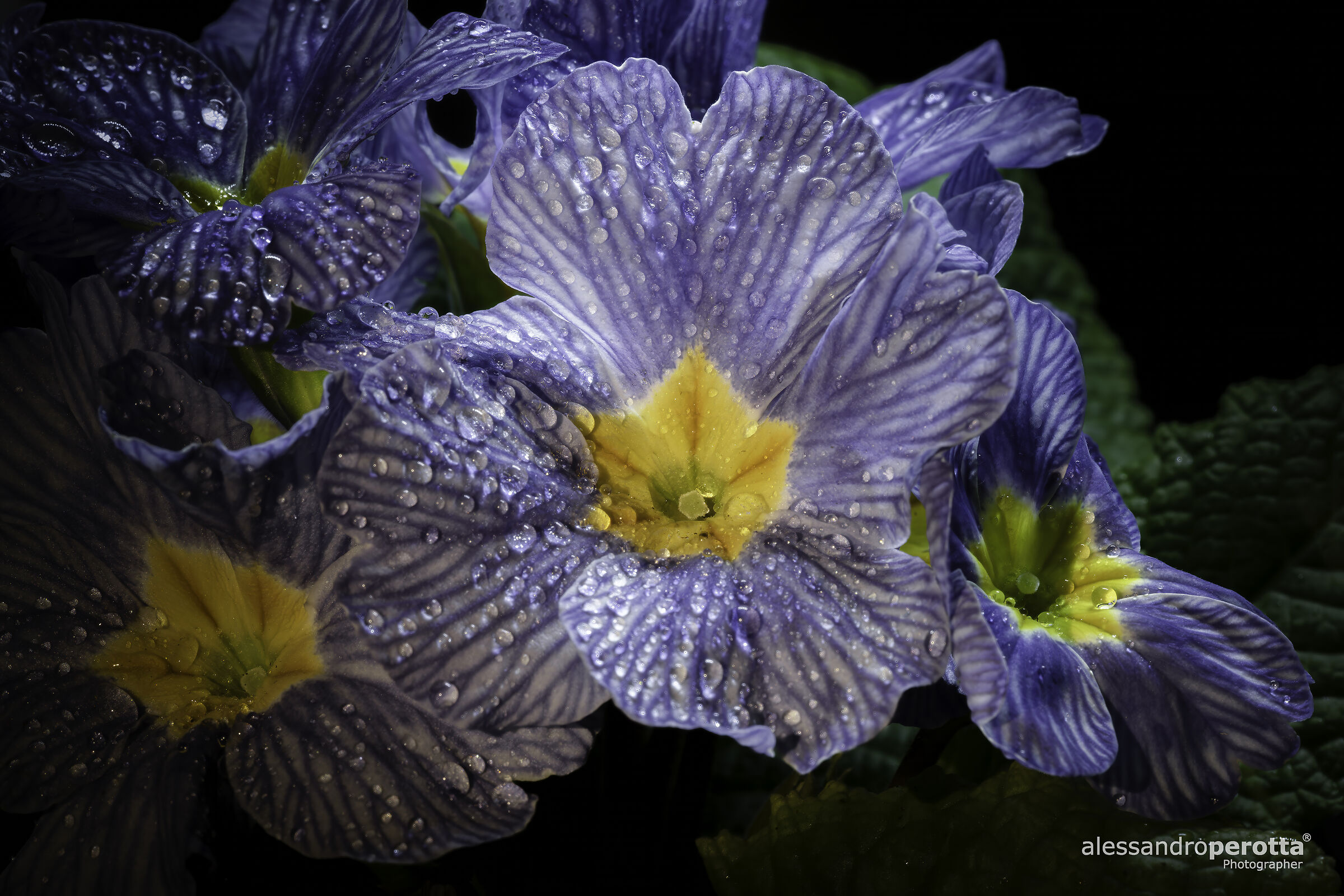 Primula zebrina  Zebra blu