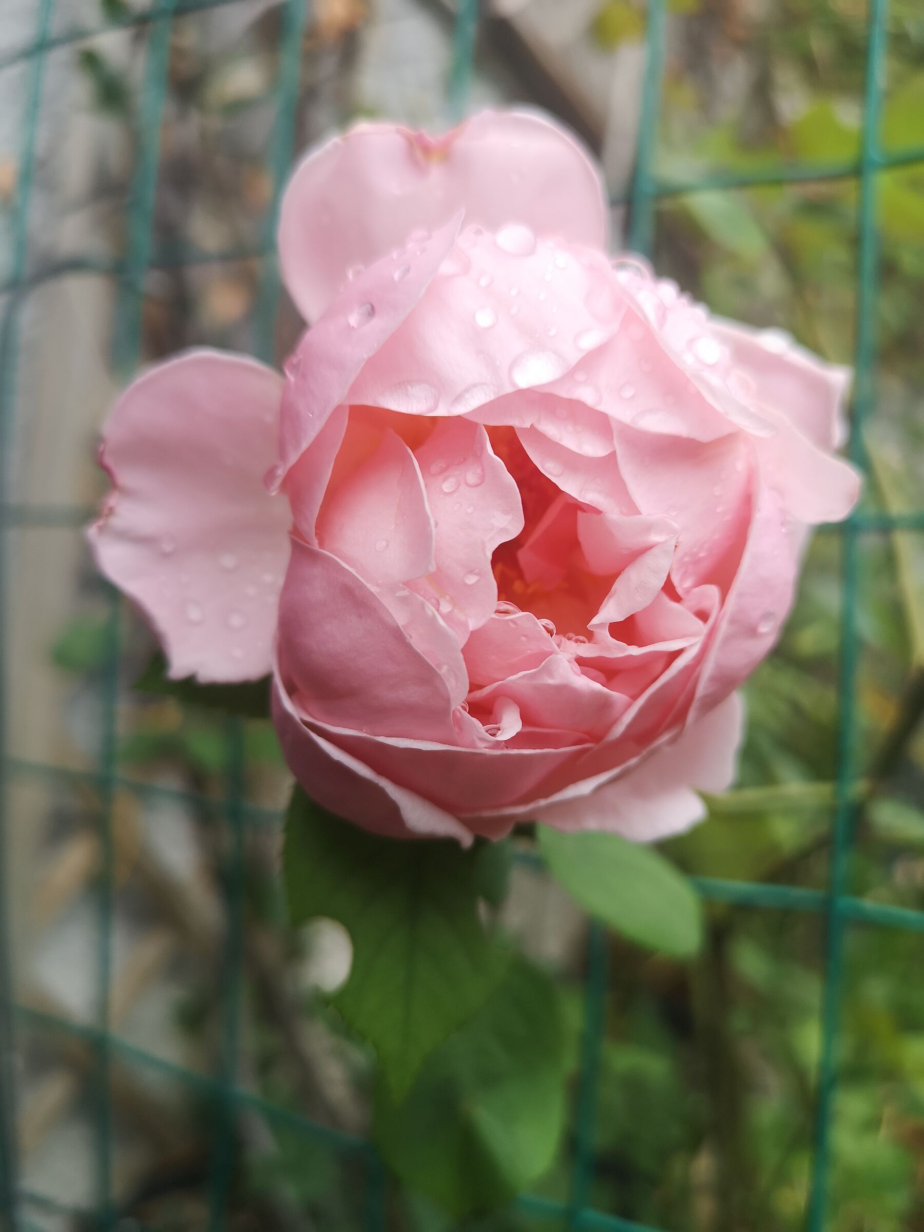 Brother Cadfael