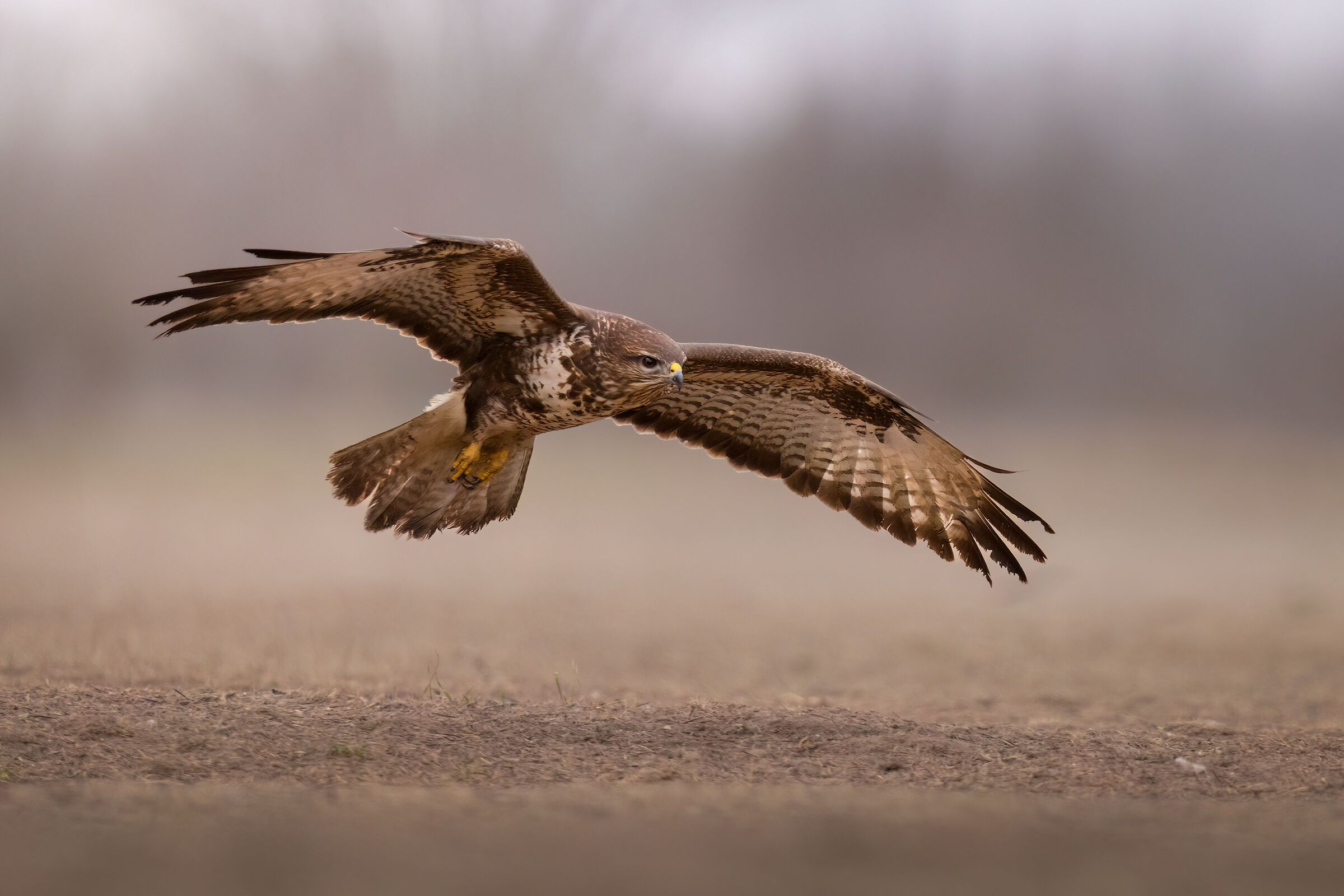 Buzzard