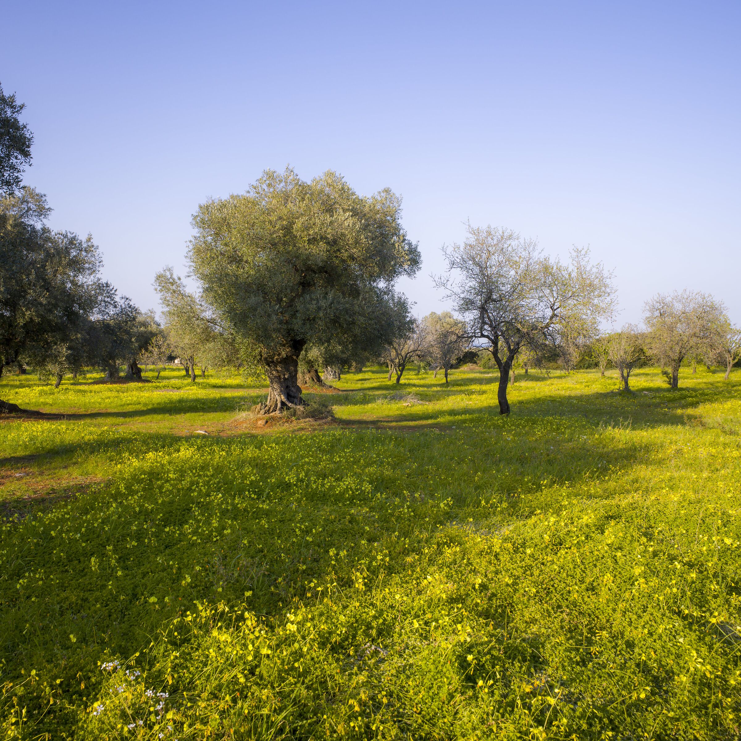 Ostuni