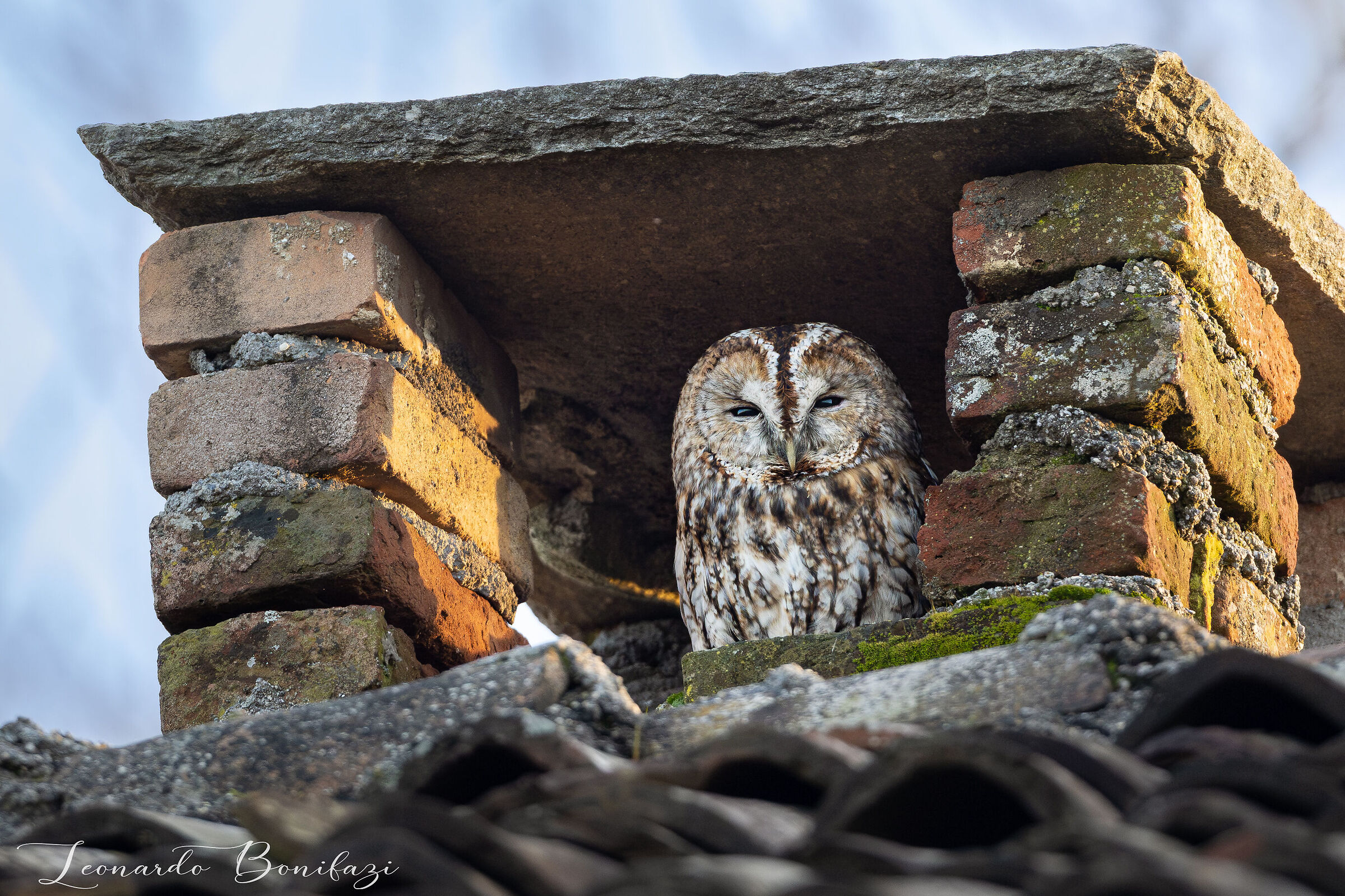 Tawny owl from his chimney