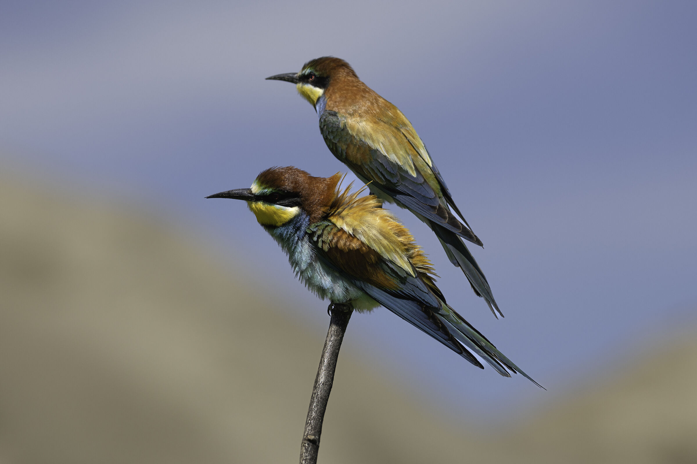 Bee-eater