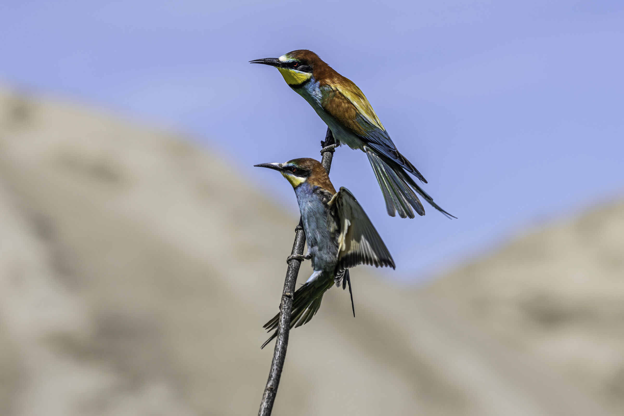 Bee-eater