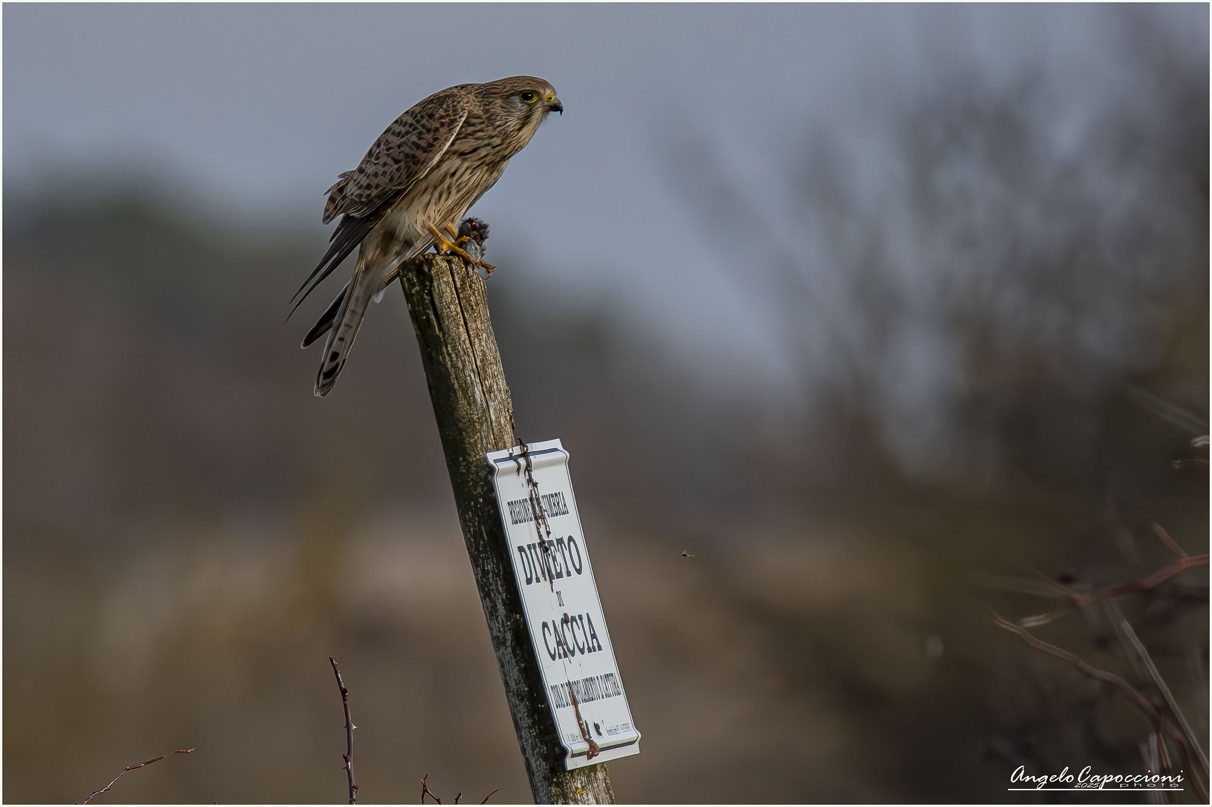 Kestrel eats in a safe place