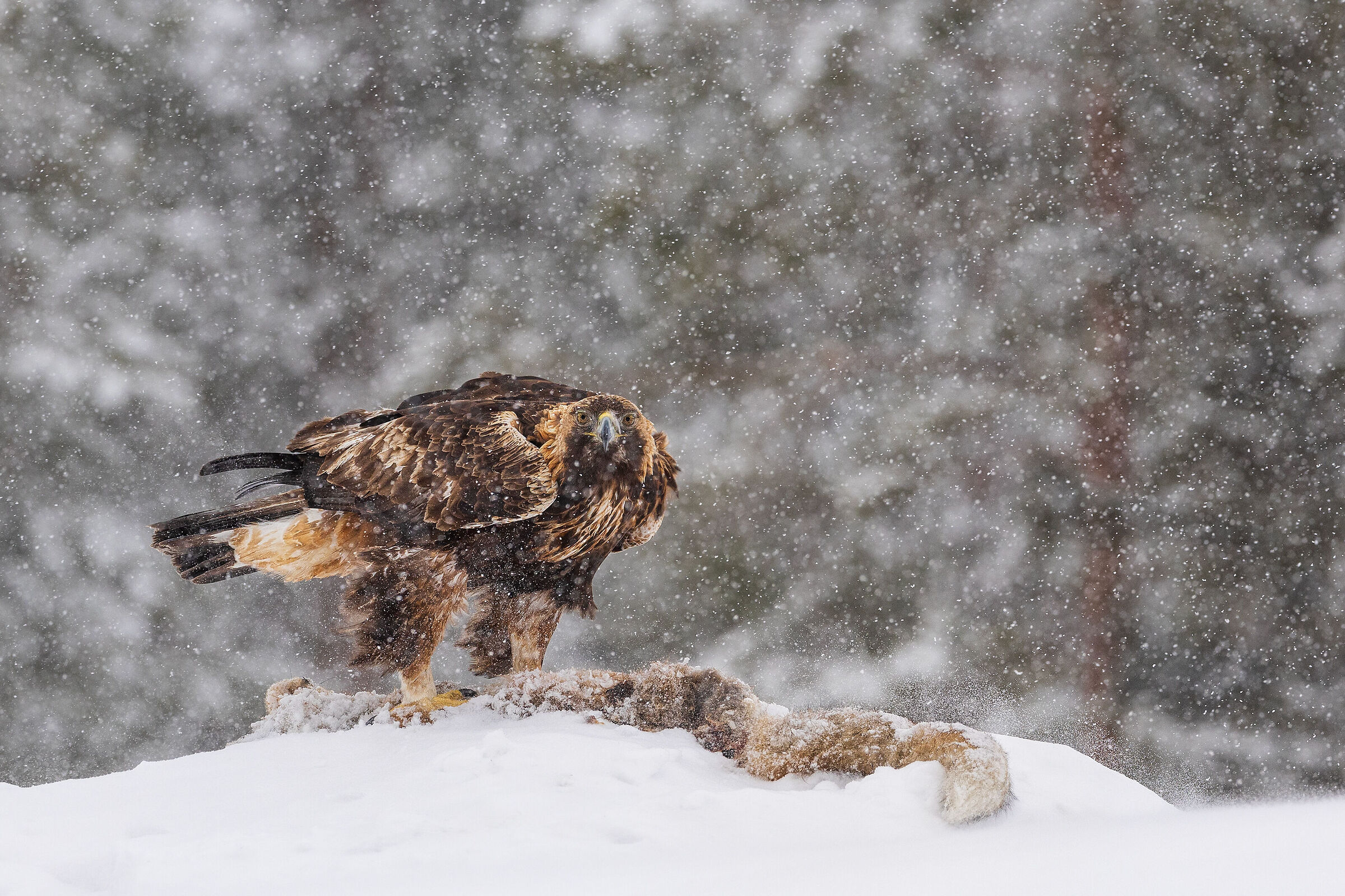 Predatore e preda nella tempesta