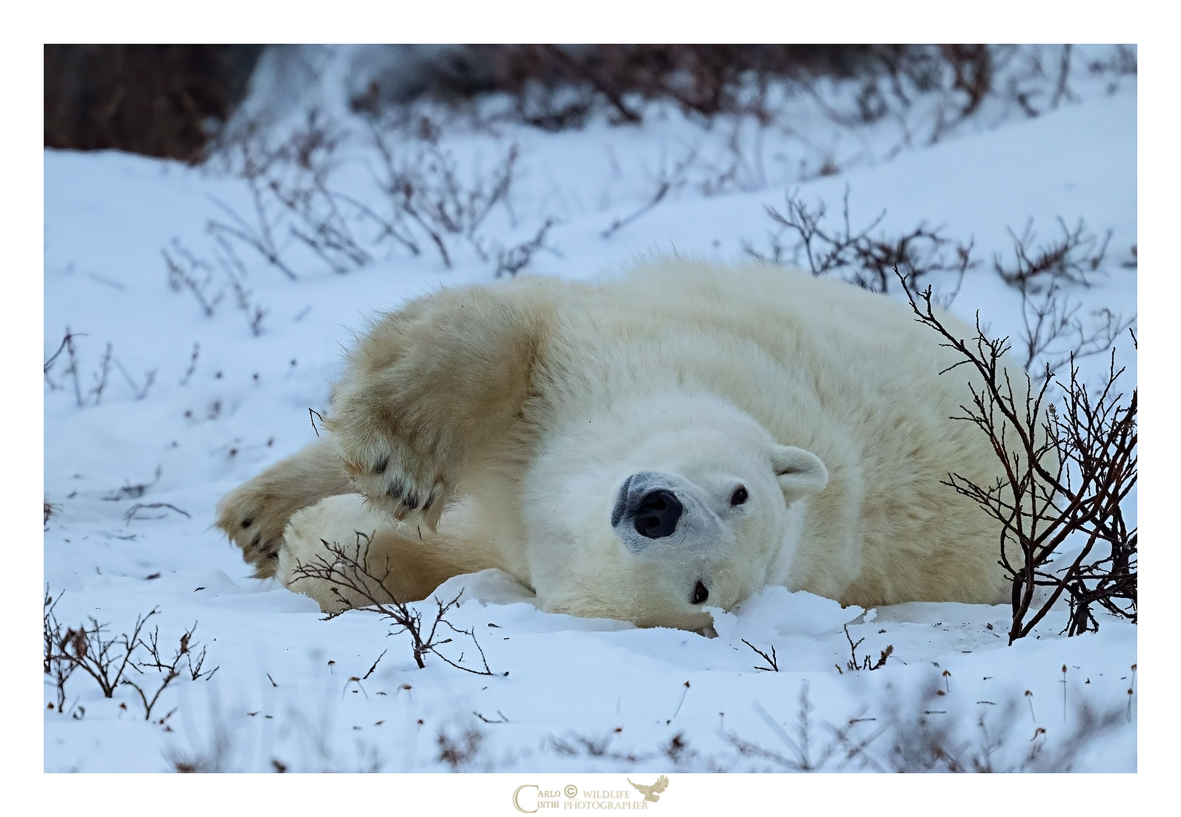 orso polare