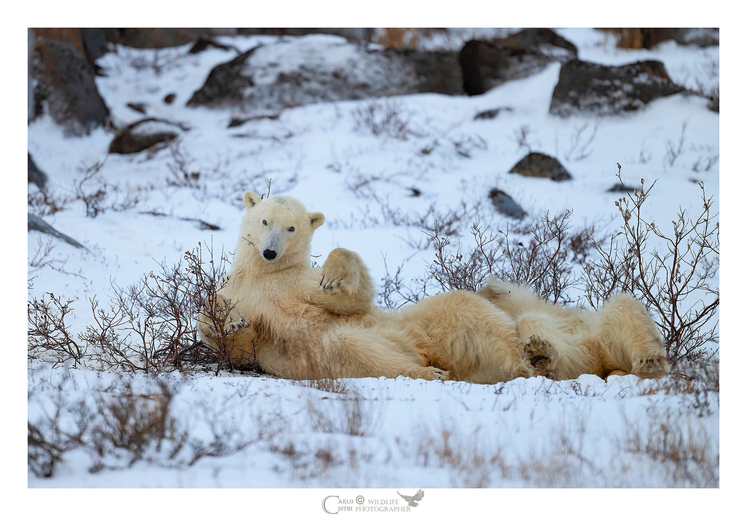 orso polare