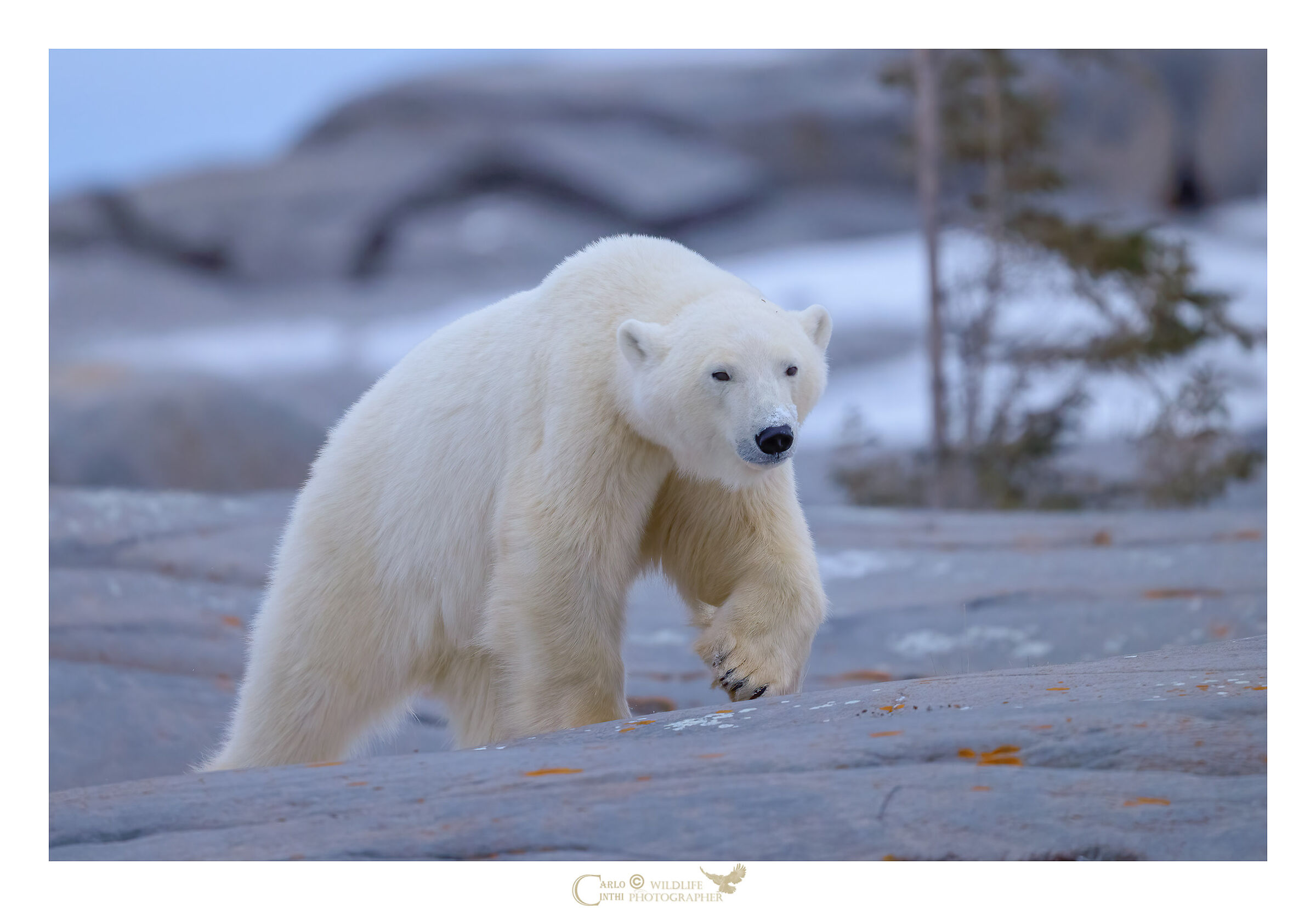 orso polare