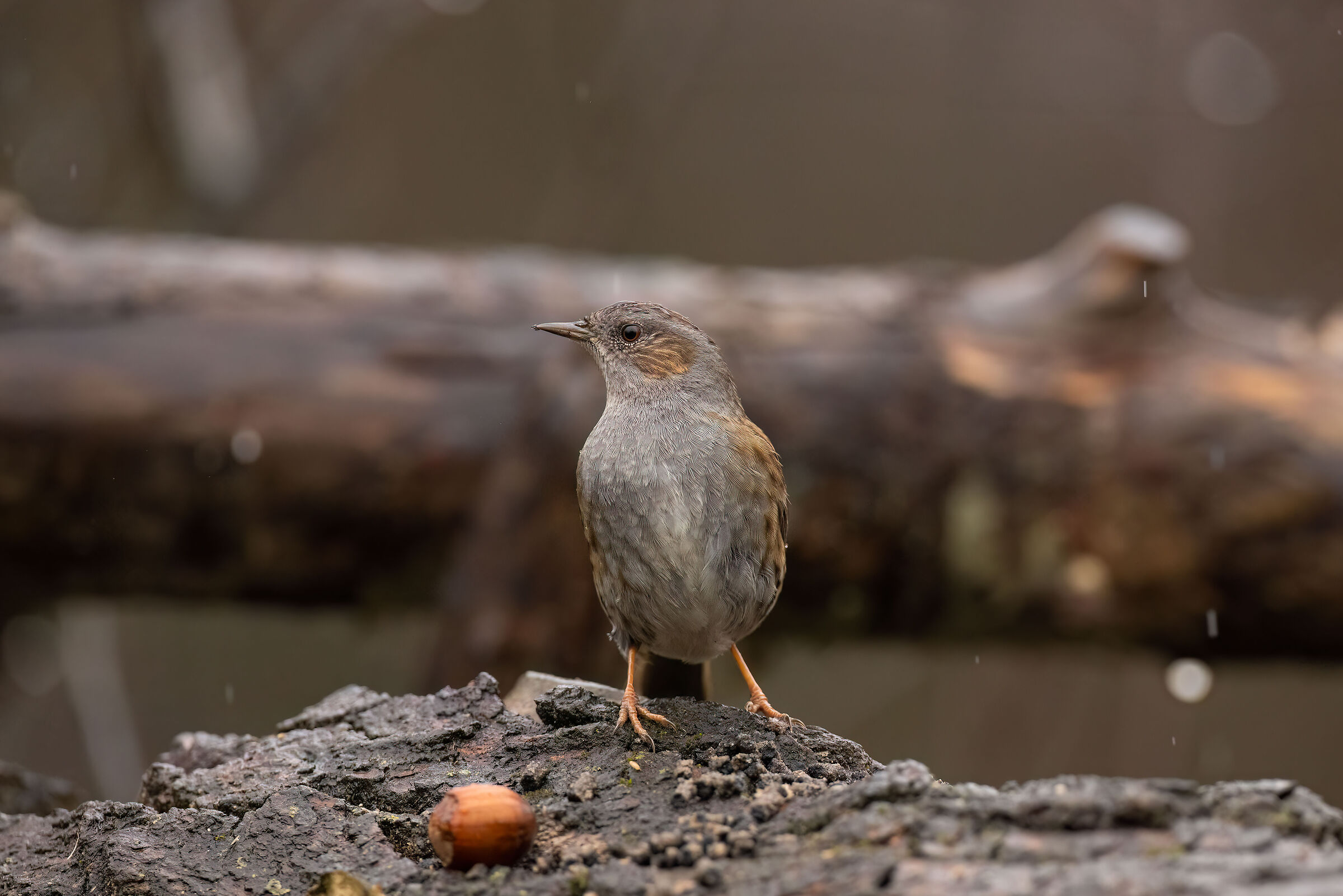 Pussy Scopaiola in the rain... It's always raining now