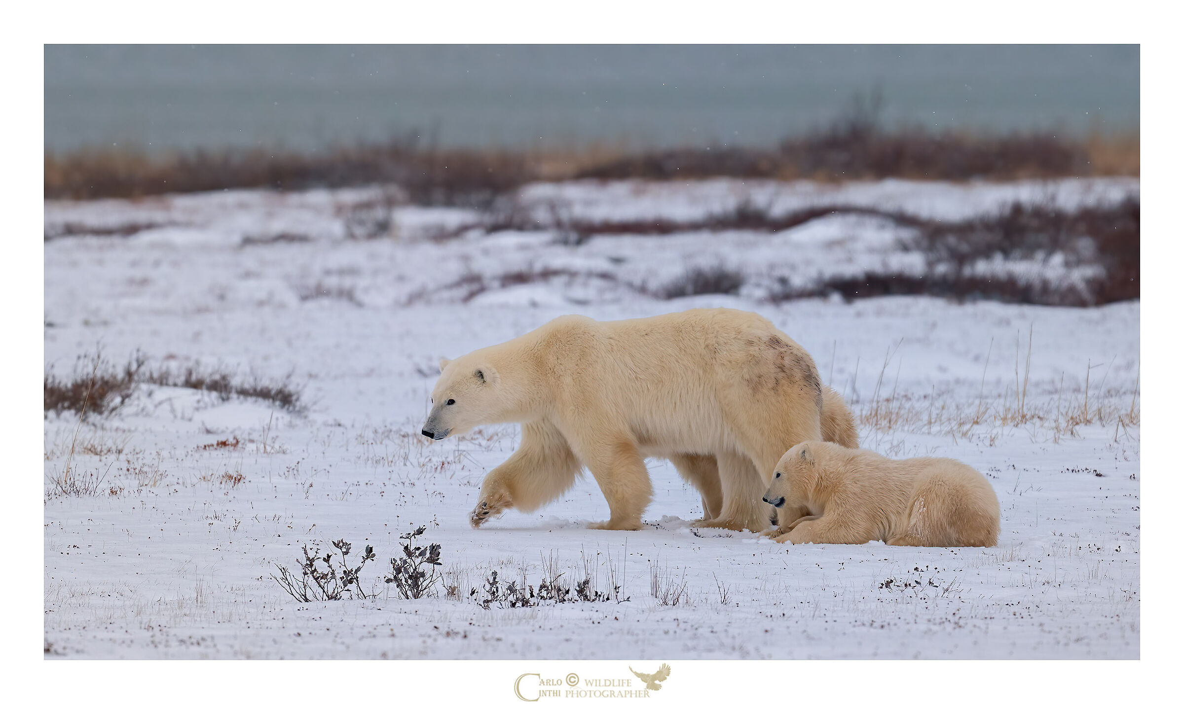 orso polare