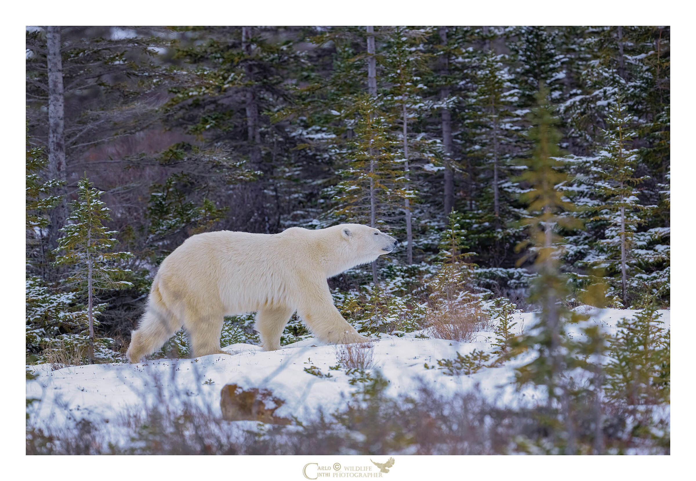 orso polare
