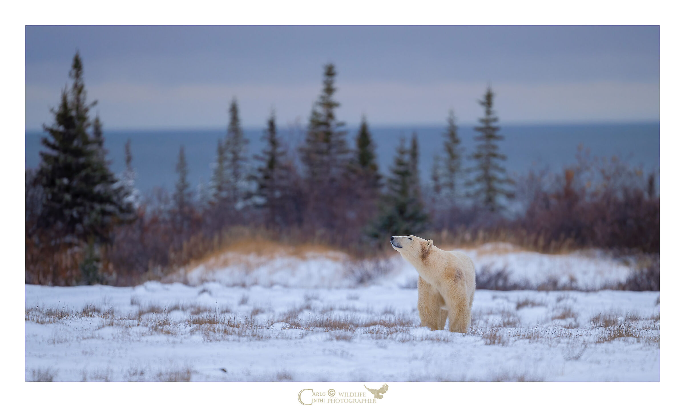 orso polare