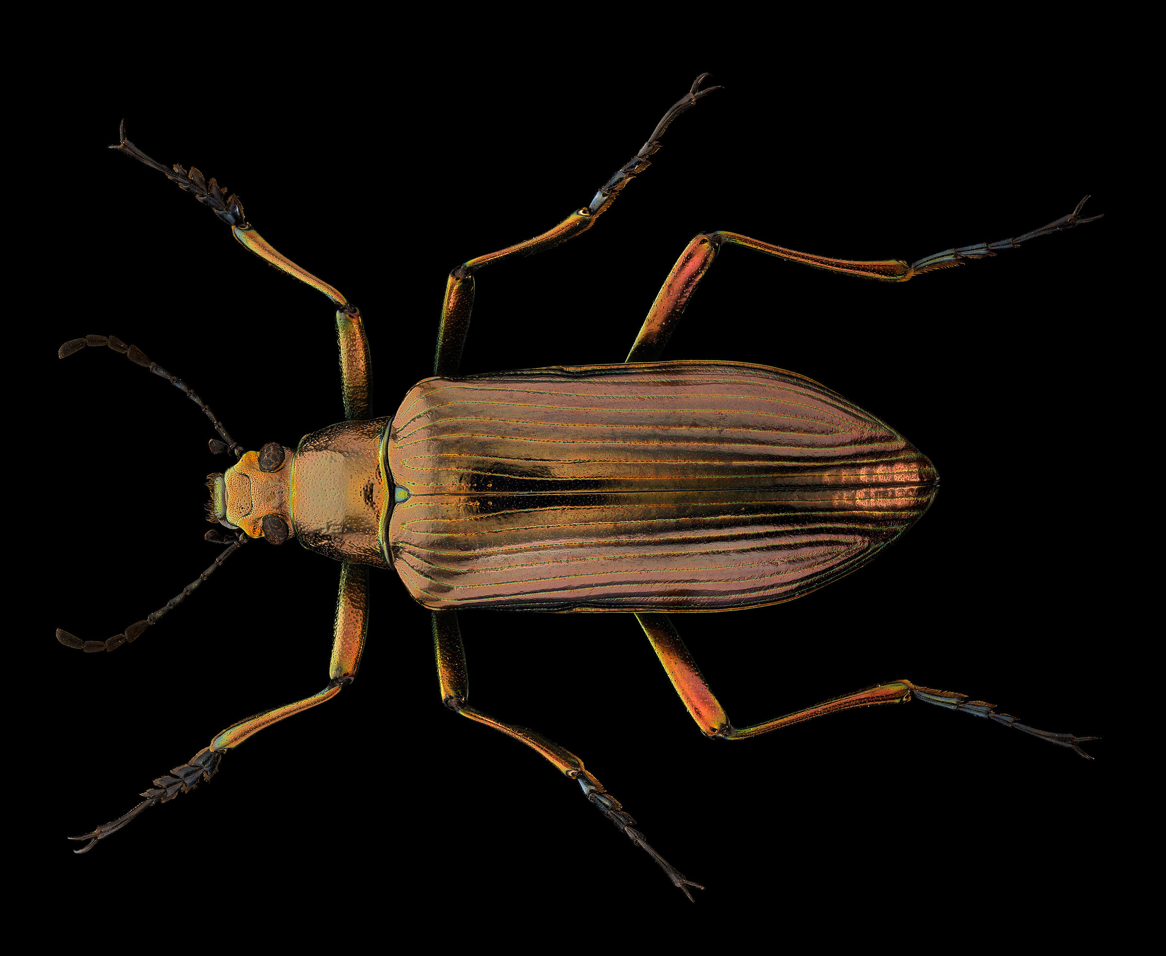 Picocamaria sp.