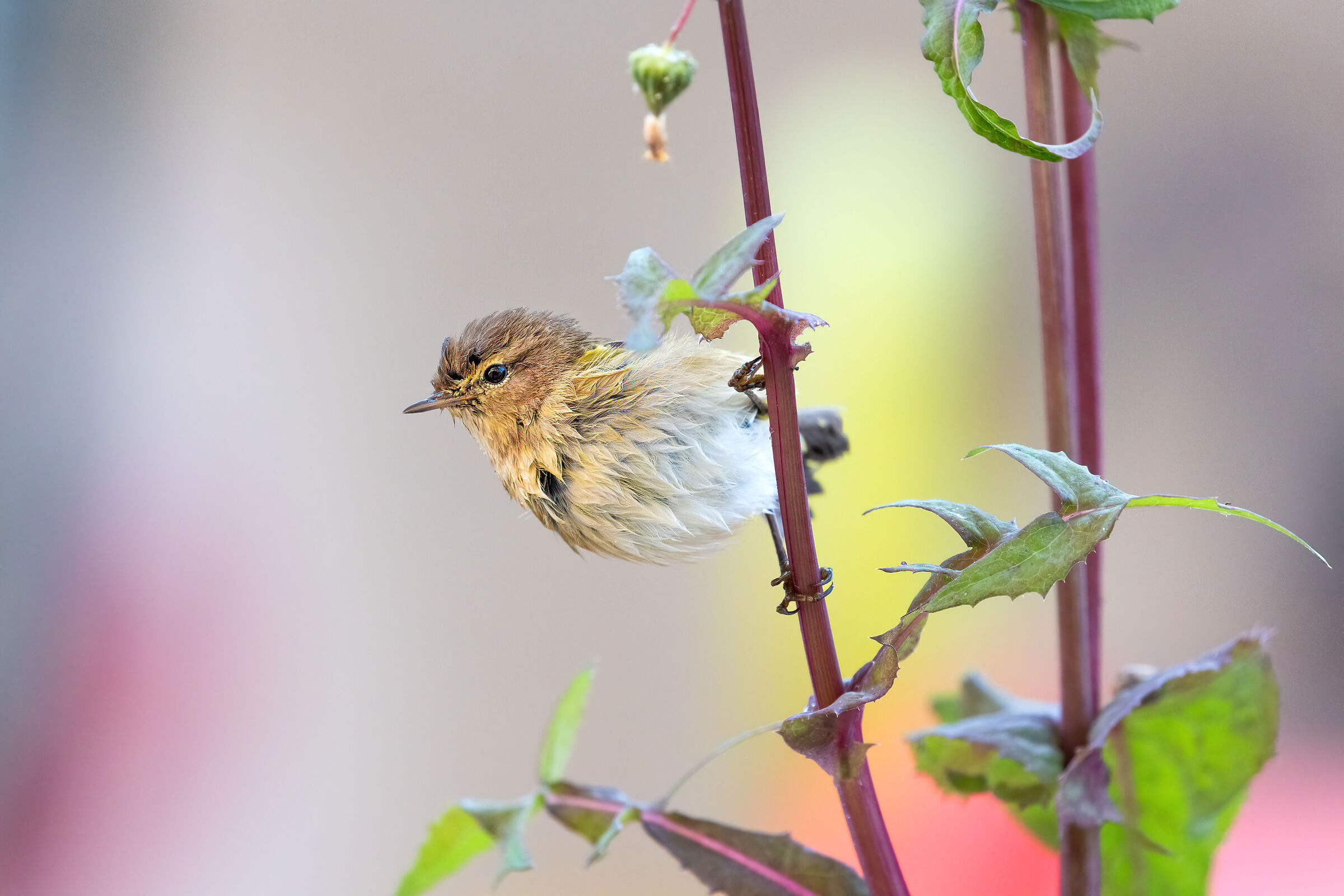 chiffchaff