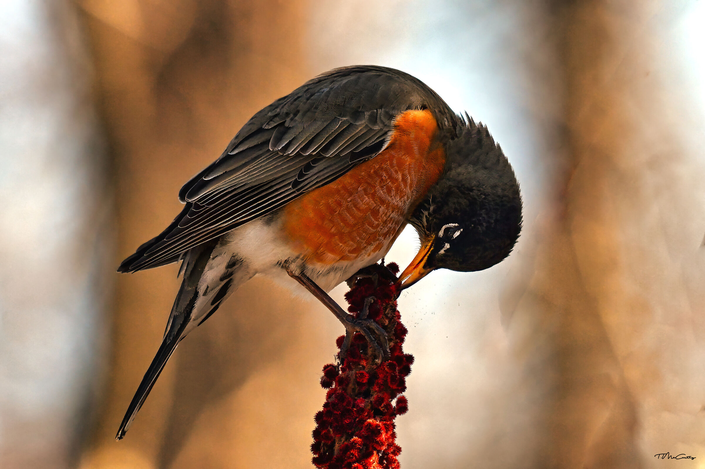 Pettirosso americano