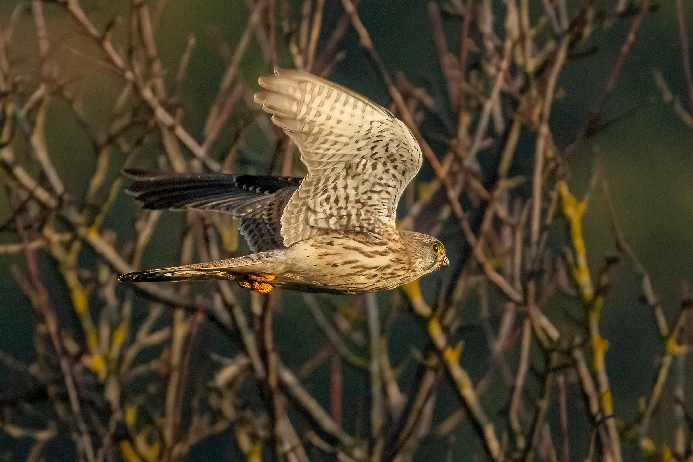 Gheppio (Falco tinnunculus)