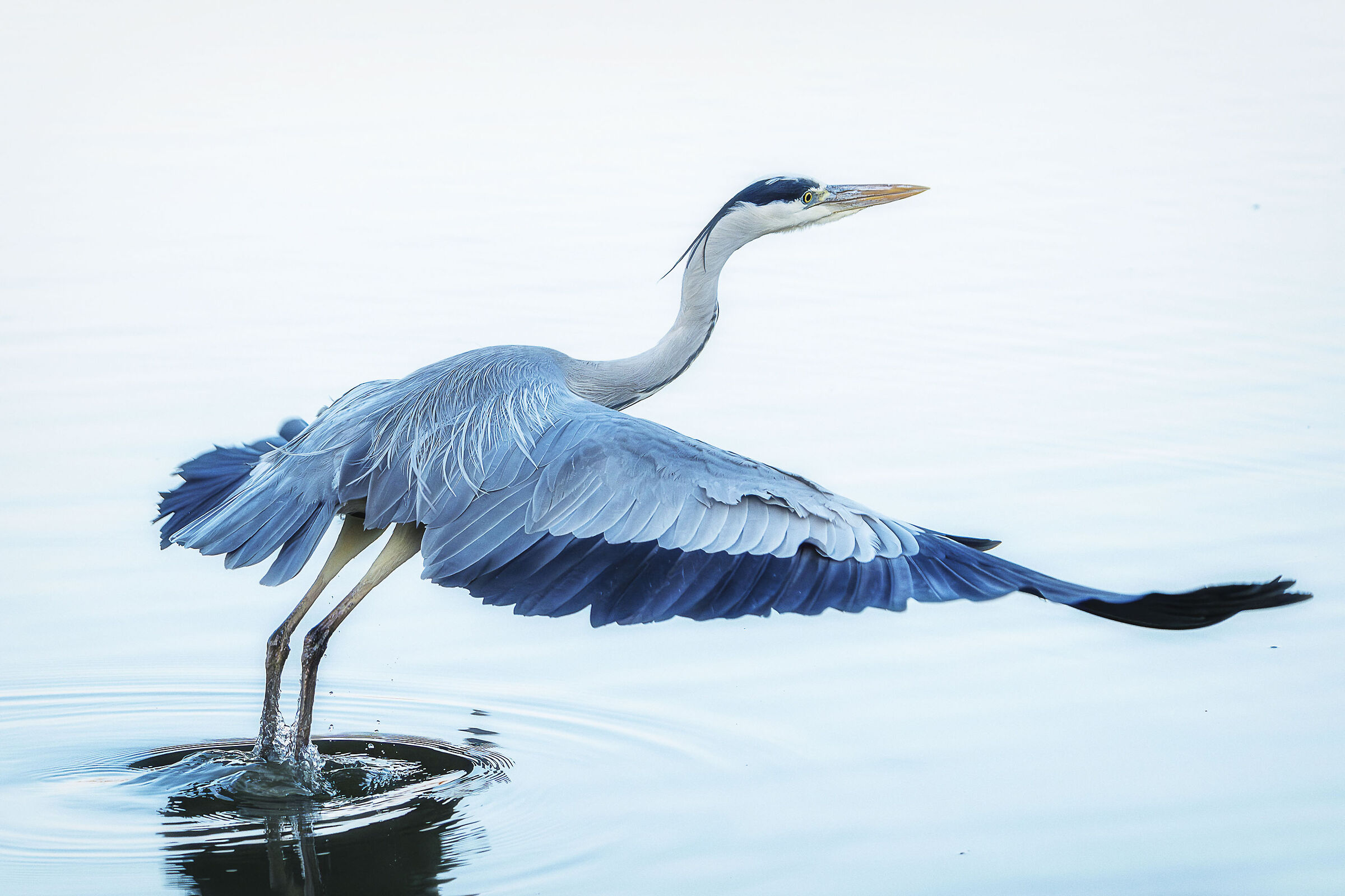 Grey heron take-off