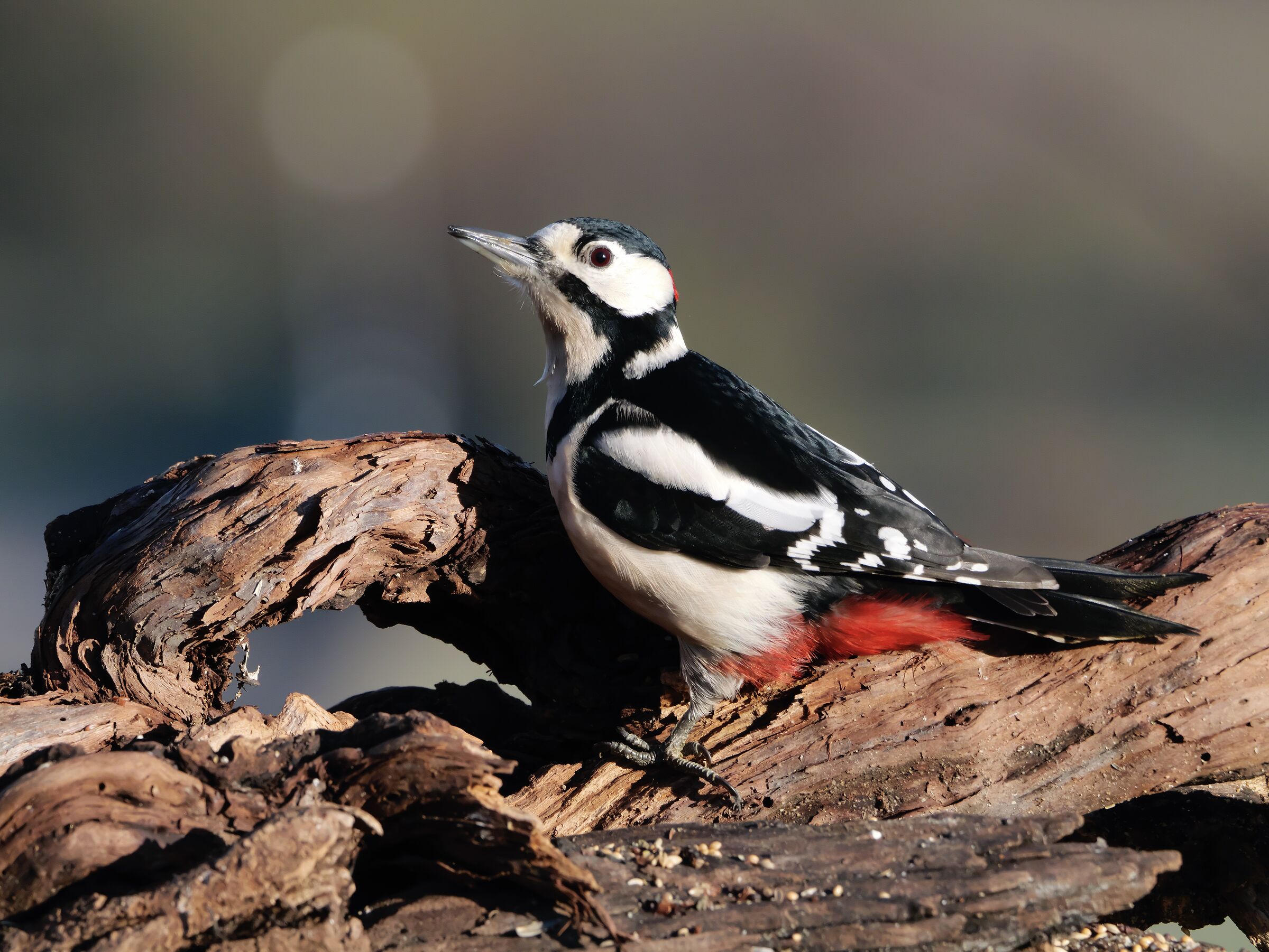 Great Spotted Woodpecker