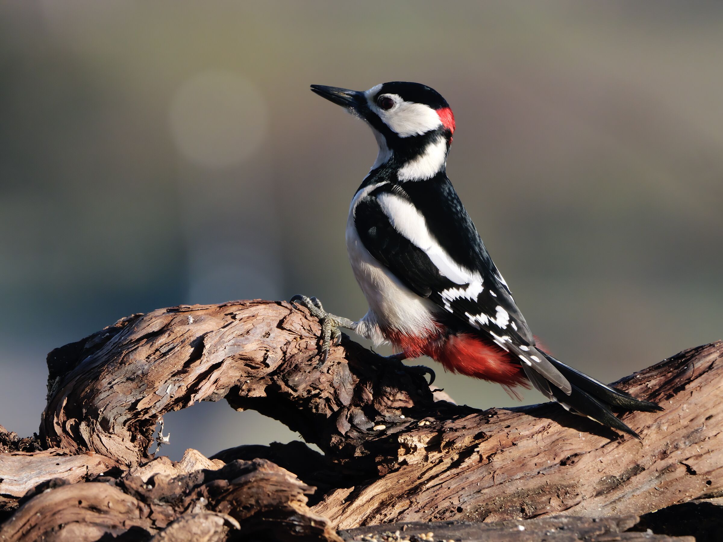 Great Spotted Woodpecker