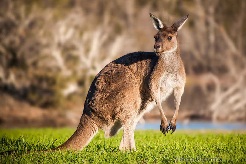Kangaroo