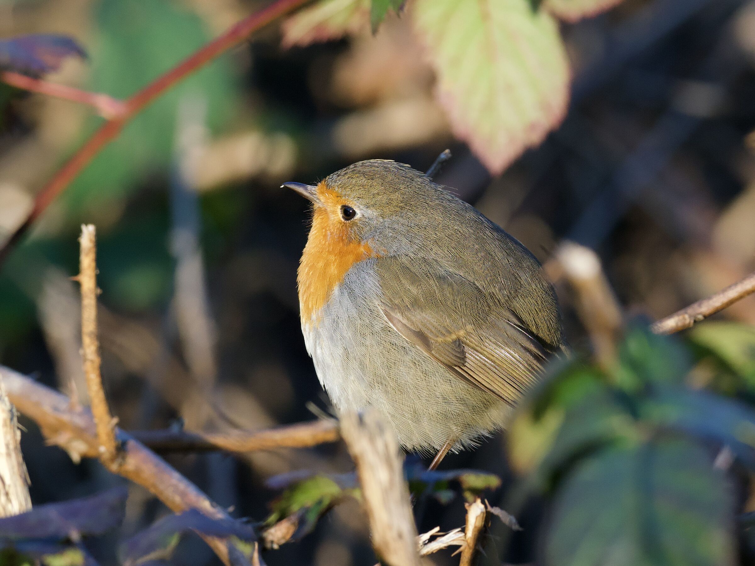 Robin